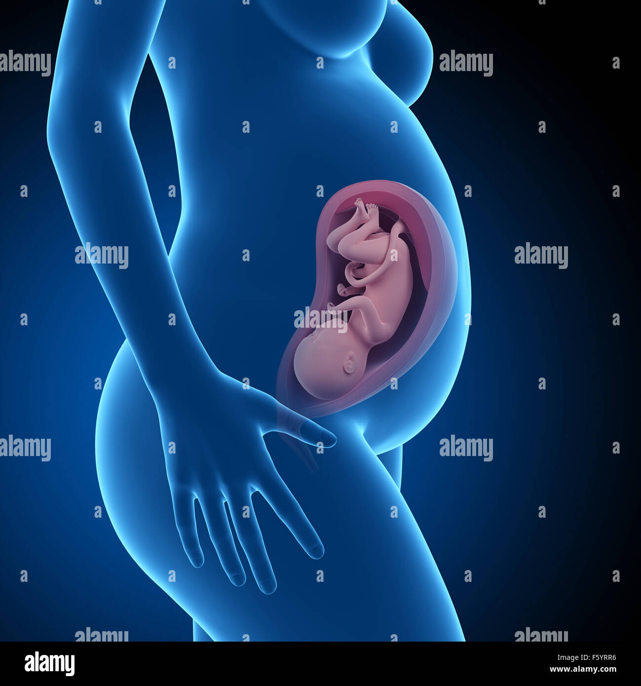 Pregnant illustration week 33 hi-res stock photography and images - Alamy