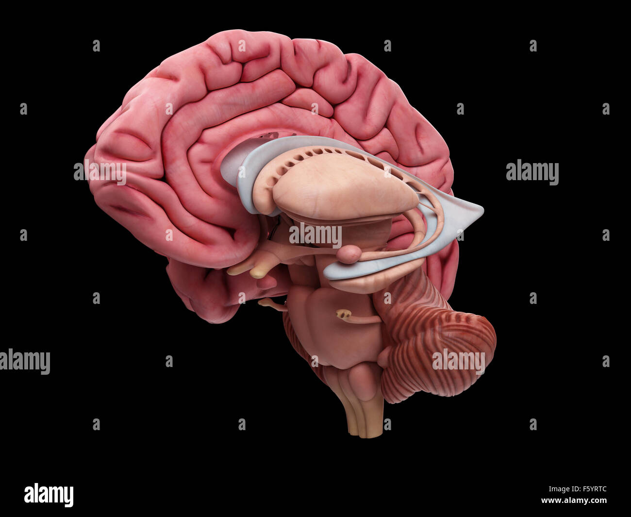 medically accurate illustration of the brain anatomy Stock Photo