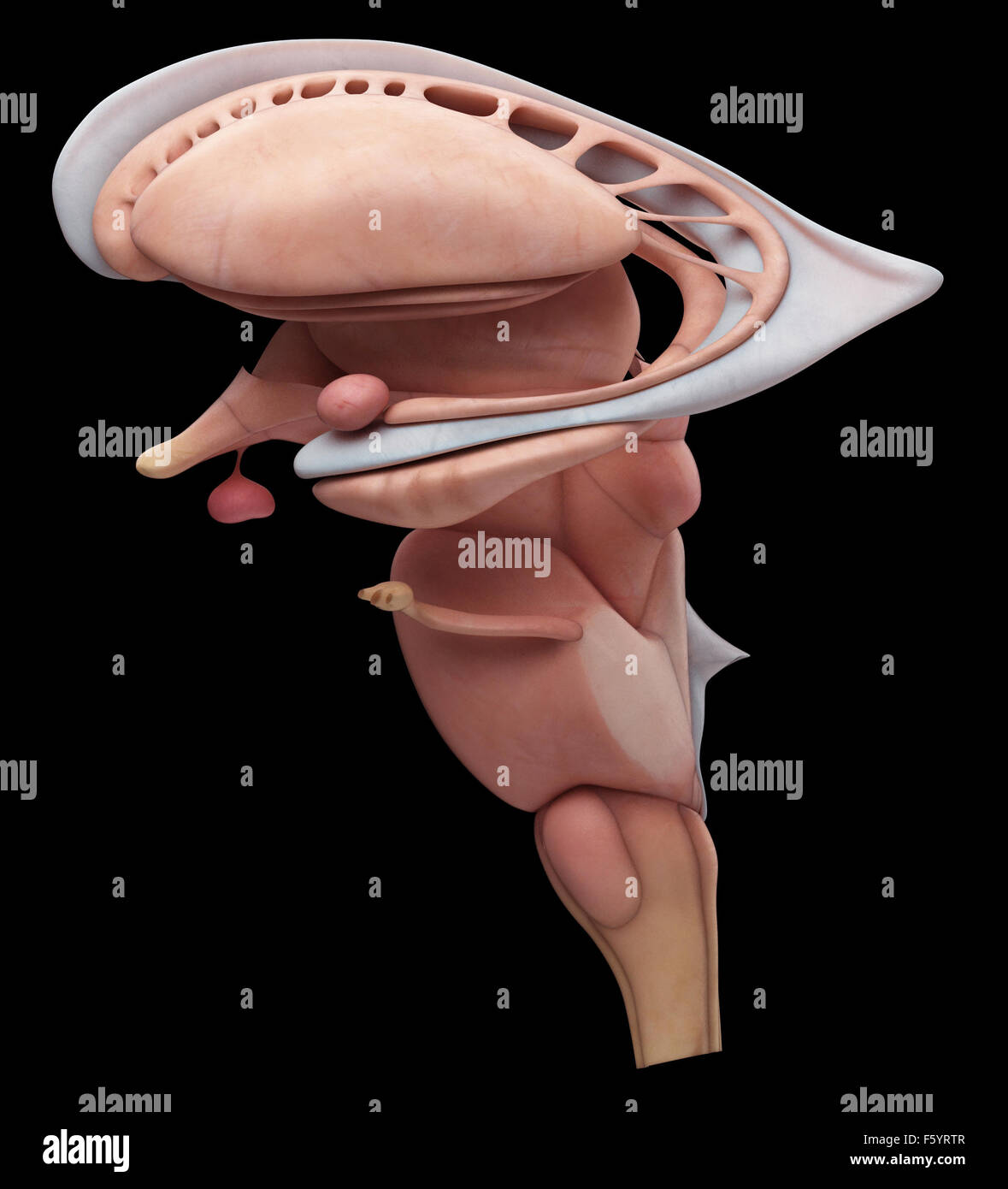 Internal brain anatomy hi-res stock photography and images - Alamy