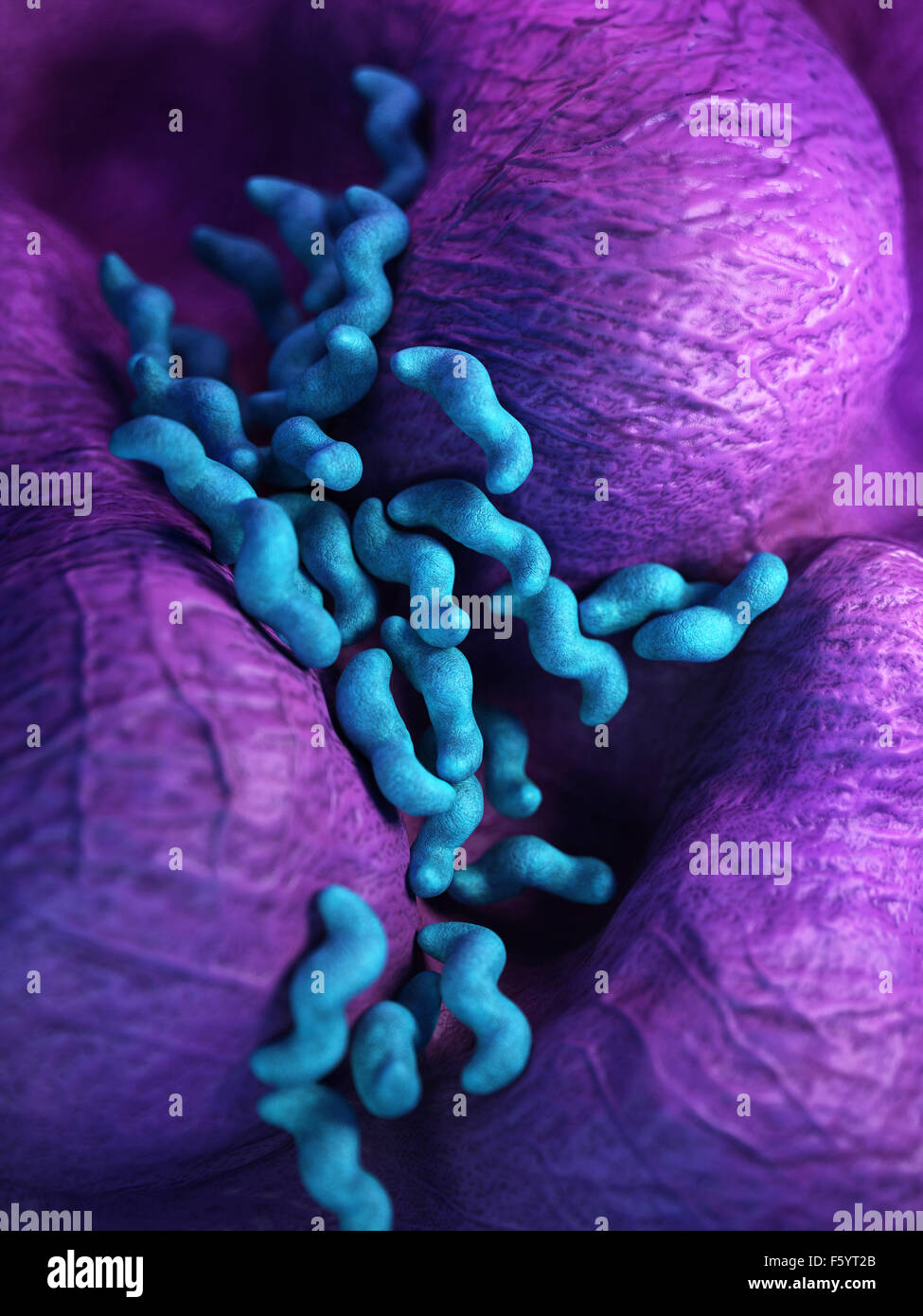 Campylobacter High Resolution Stock Photography and Images Alamy