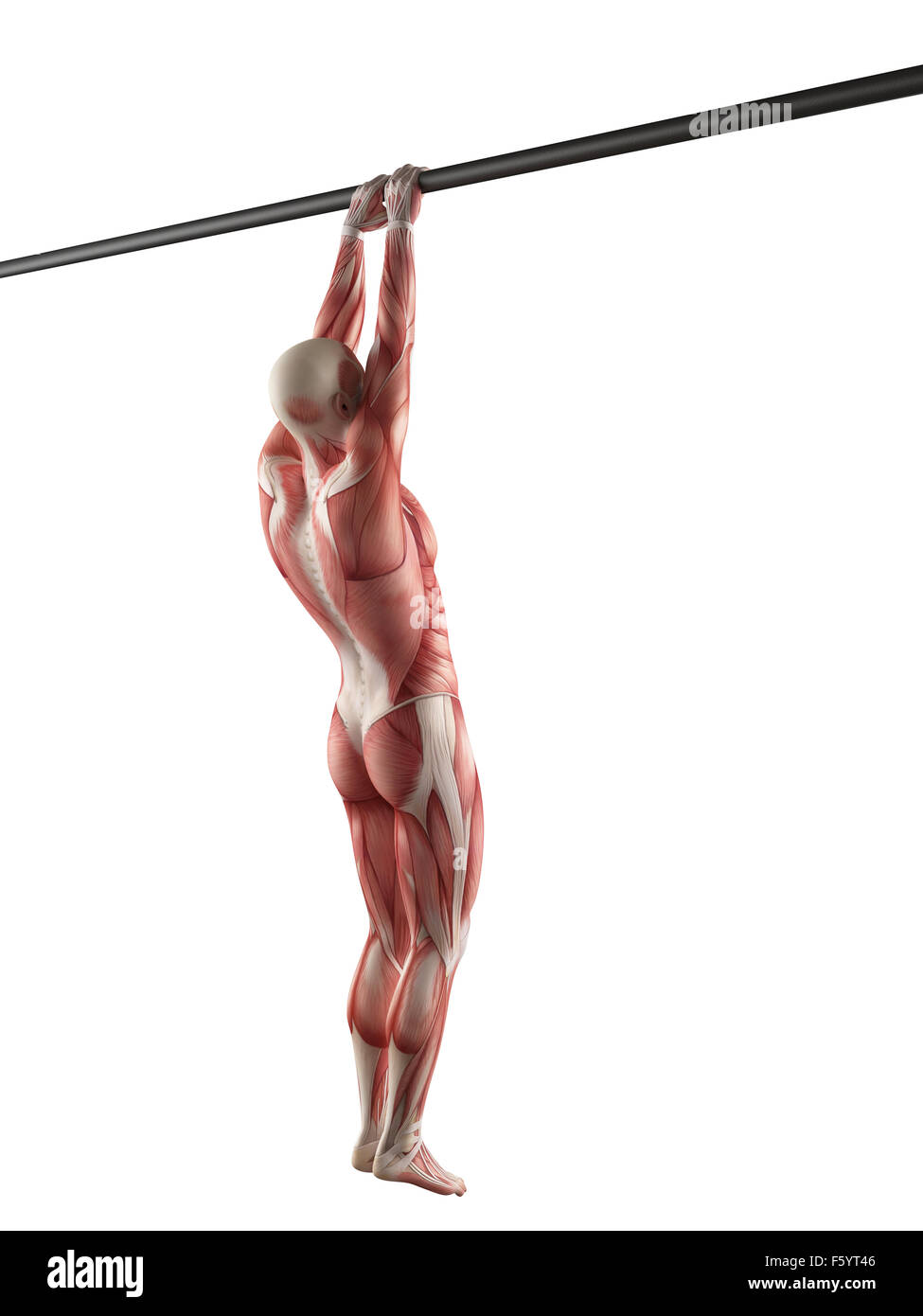 exercise illustration - close grip pull ups Stock Photo