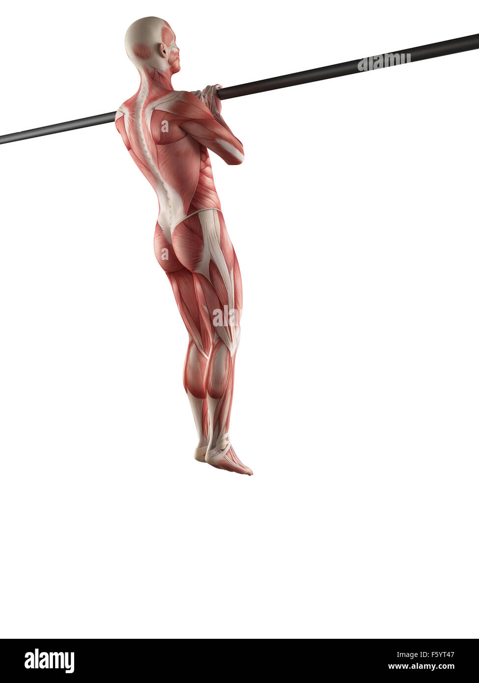 exercise illustration - close grip pull ups Stock Photo