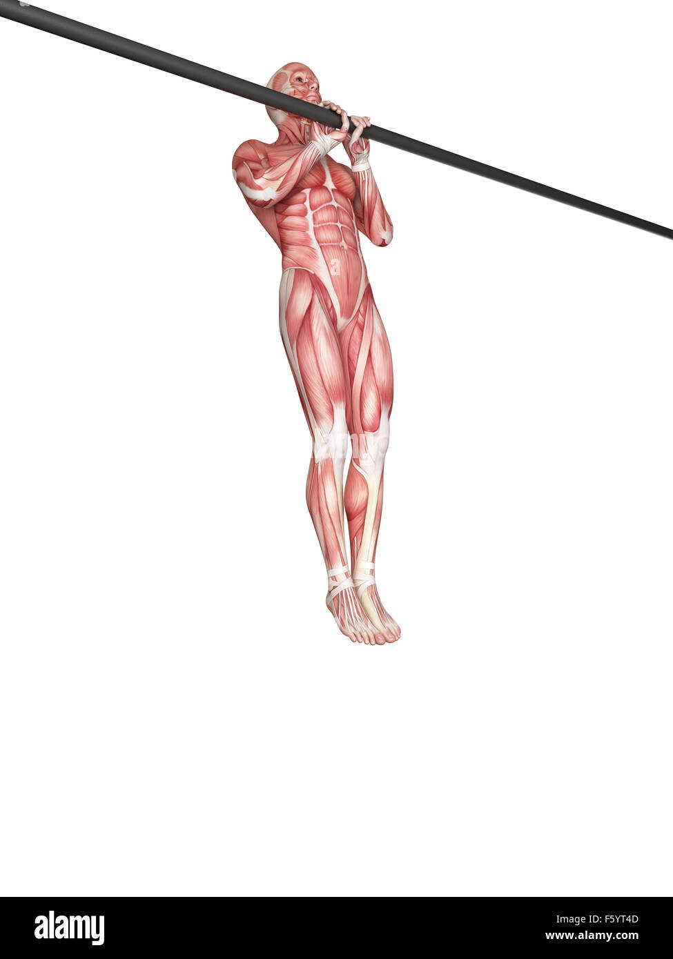 exercise illustration - close grip pull ups Stock Photo