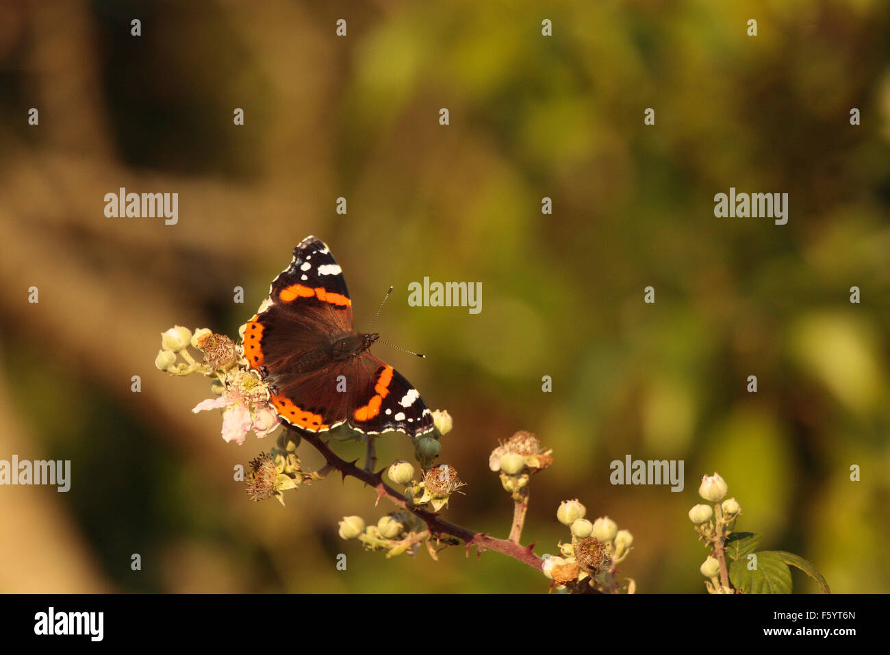 Red Admiral Butterfly Stock Photo