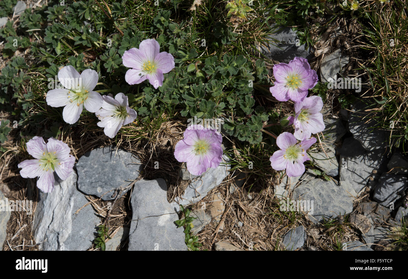 Geranium cinereum, Ashy Cranesbill growing on rocks, Pyrenees, Spain. July. Stock Photo