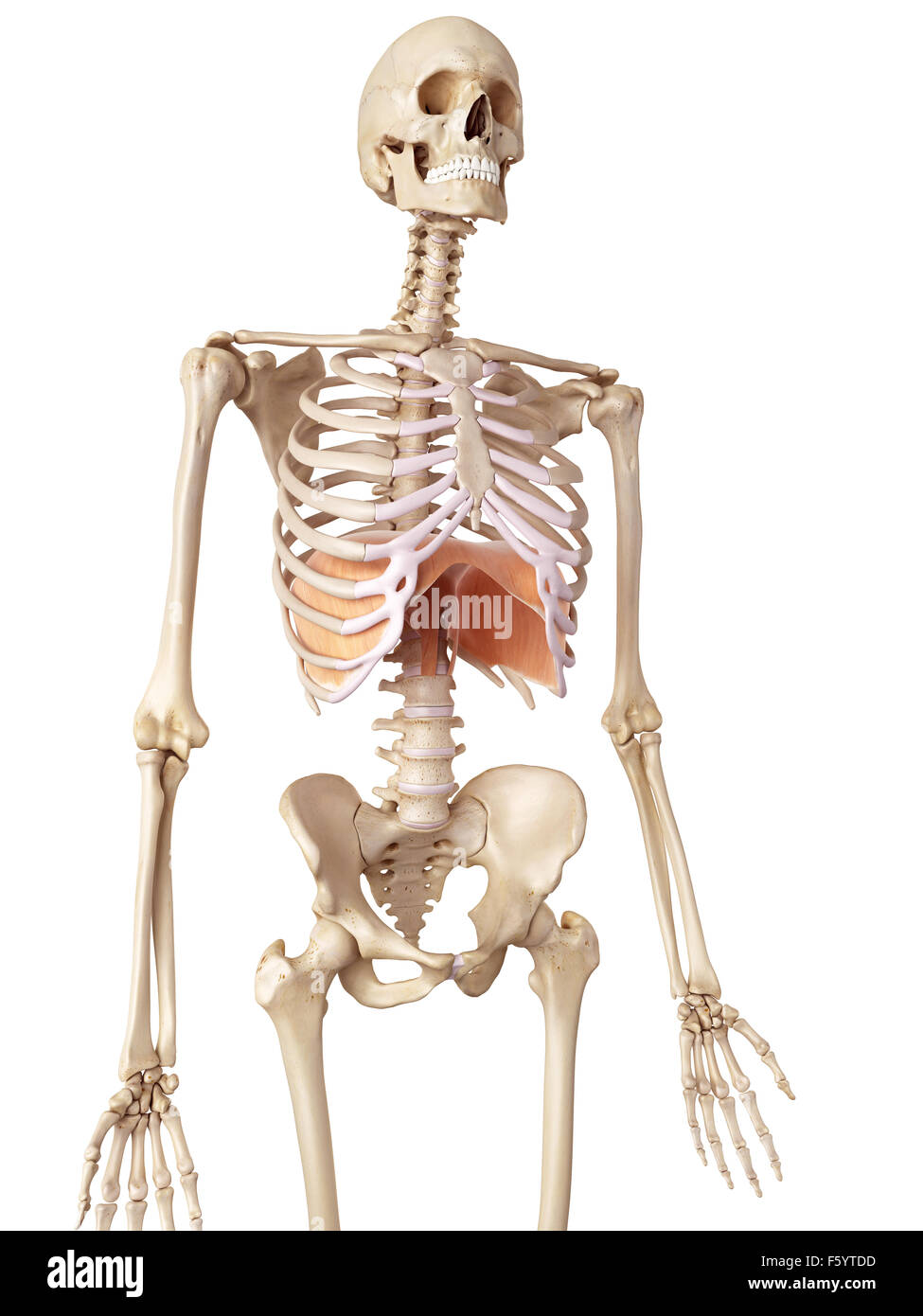 medical accurate illustration of the diaphragm Stock Photo