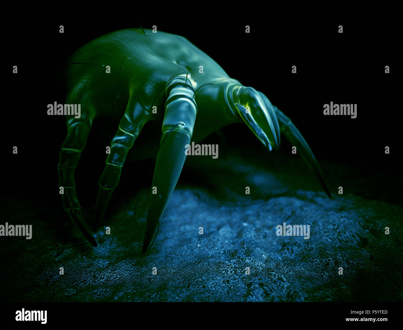 scientific illustration of a common dust mite Stock Photo - Alamy