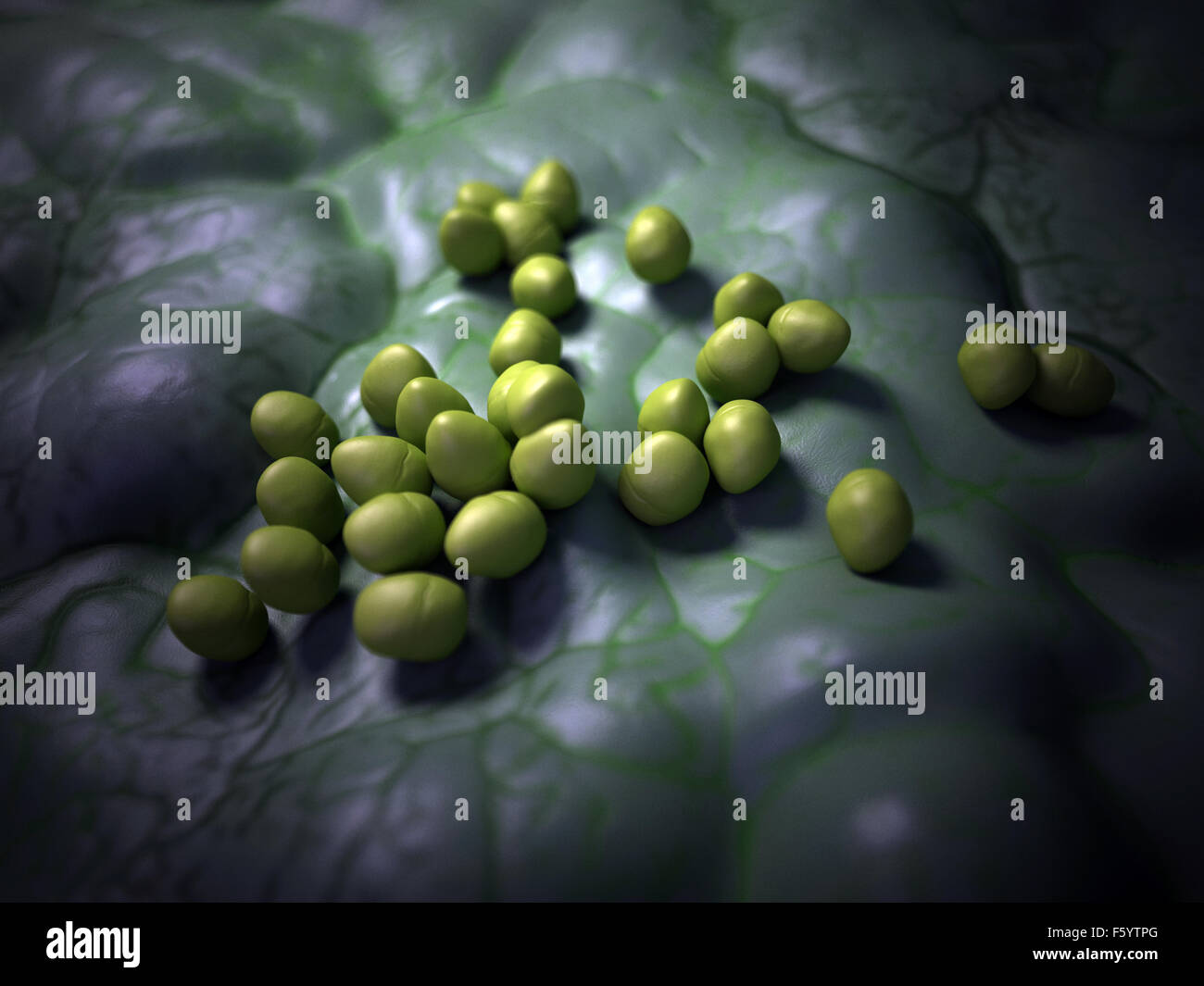 medical bacteria illustration of the enterococcus Stock Photo - Alamy