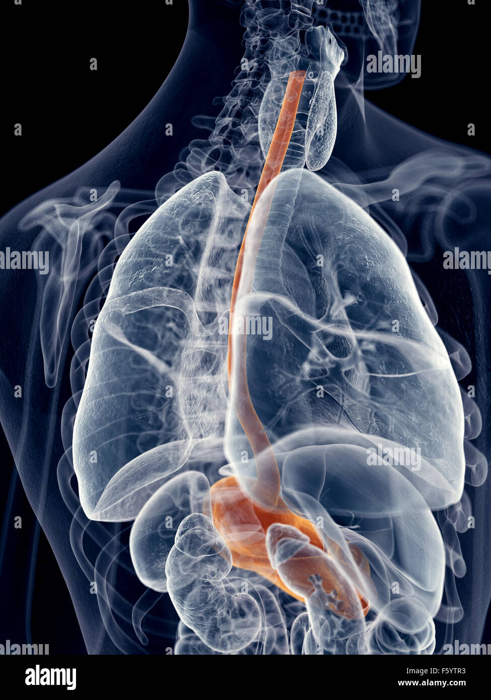 medically accurate illustration of the esophagus Stock Photo