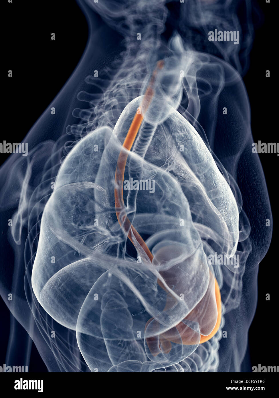 medically accurate illustration of the esophagus Stock Photo