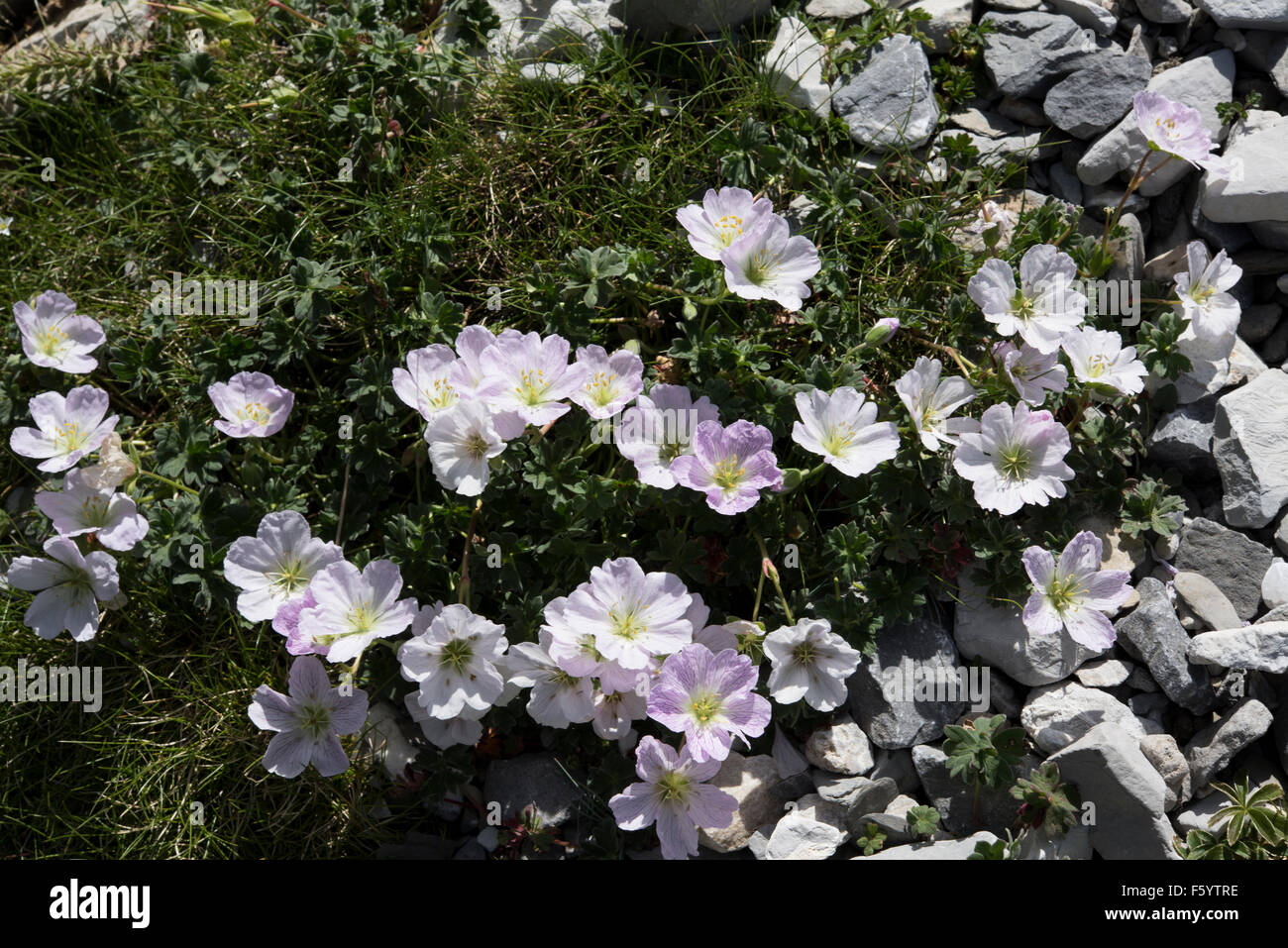 Geranium cinereum, Ashy Cranesbill growing on rocks, Pyrenees, Spain. July. Stock Photo