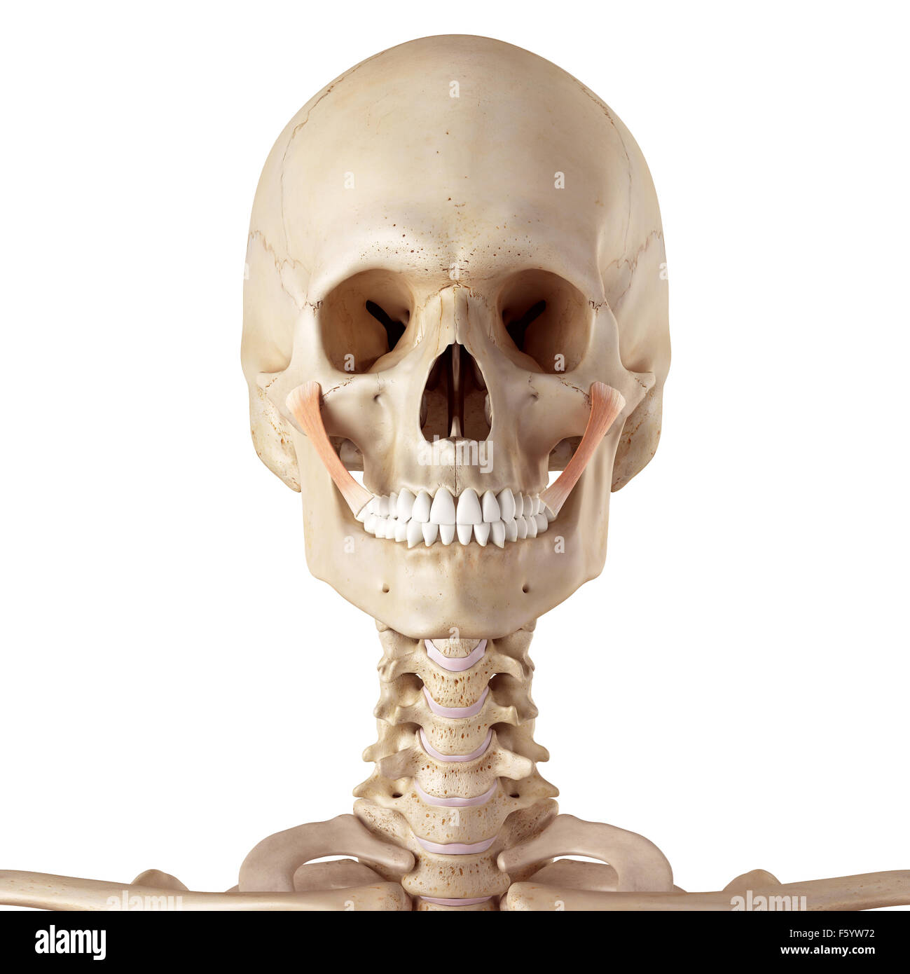 medical accurate illustration of the zygomaticus major Stock Photo