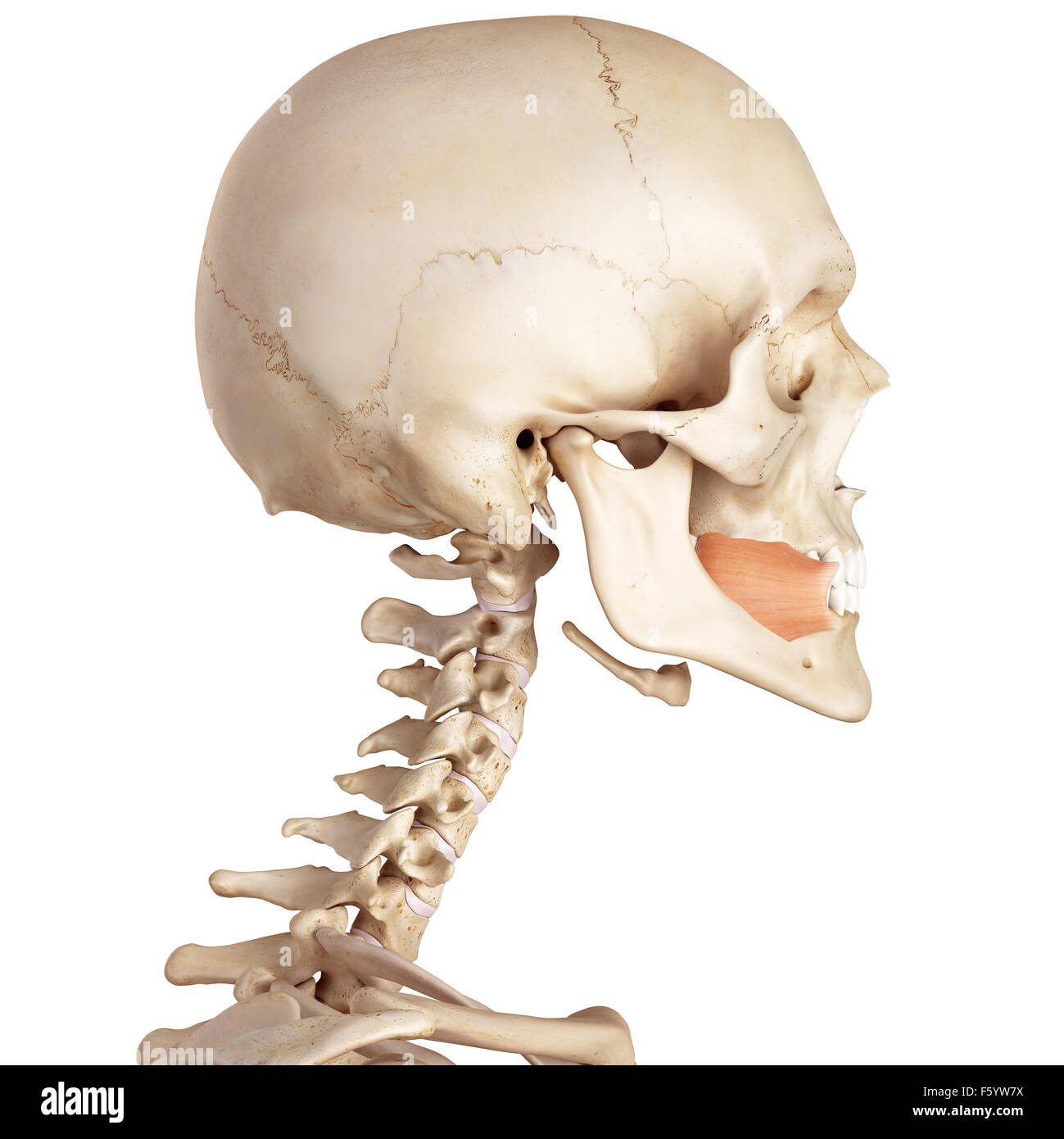 medical accurate illustration of the buccinator Stock Photo - Alamy