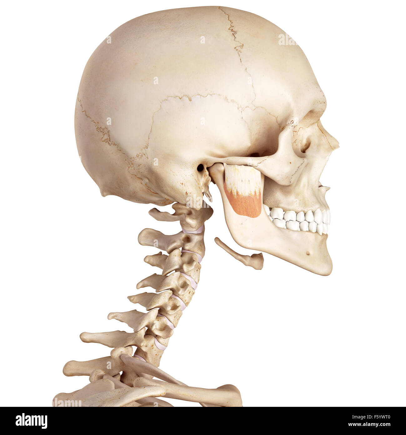 medical accurate illustration of the masseter deep Stock Photo