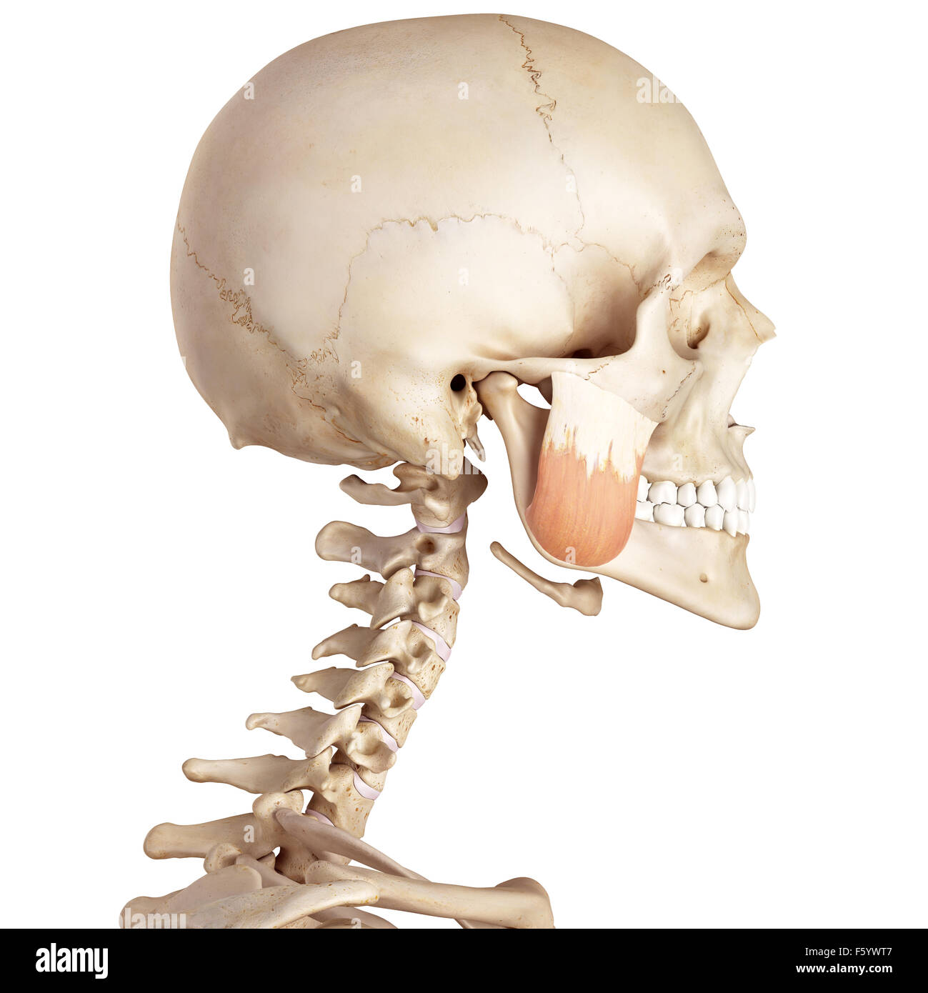 medical accurate illustration of the masseter superior Stock Photo