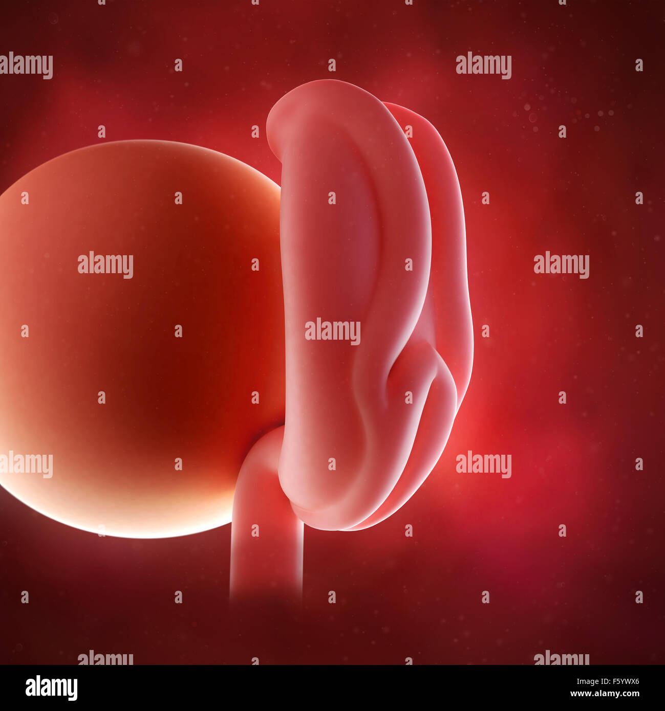 medical accurate 3d illustration of a fetus week 4 Stock Photo