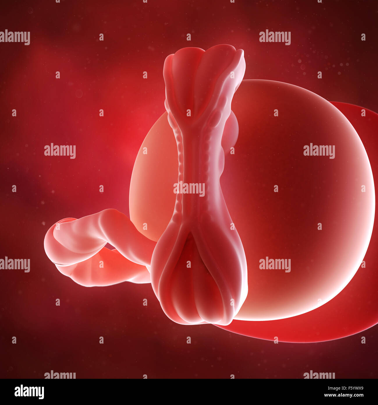medical accurate 3d illustration of a fetus week 5 Stock Photo