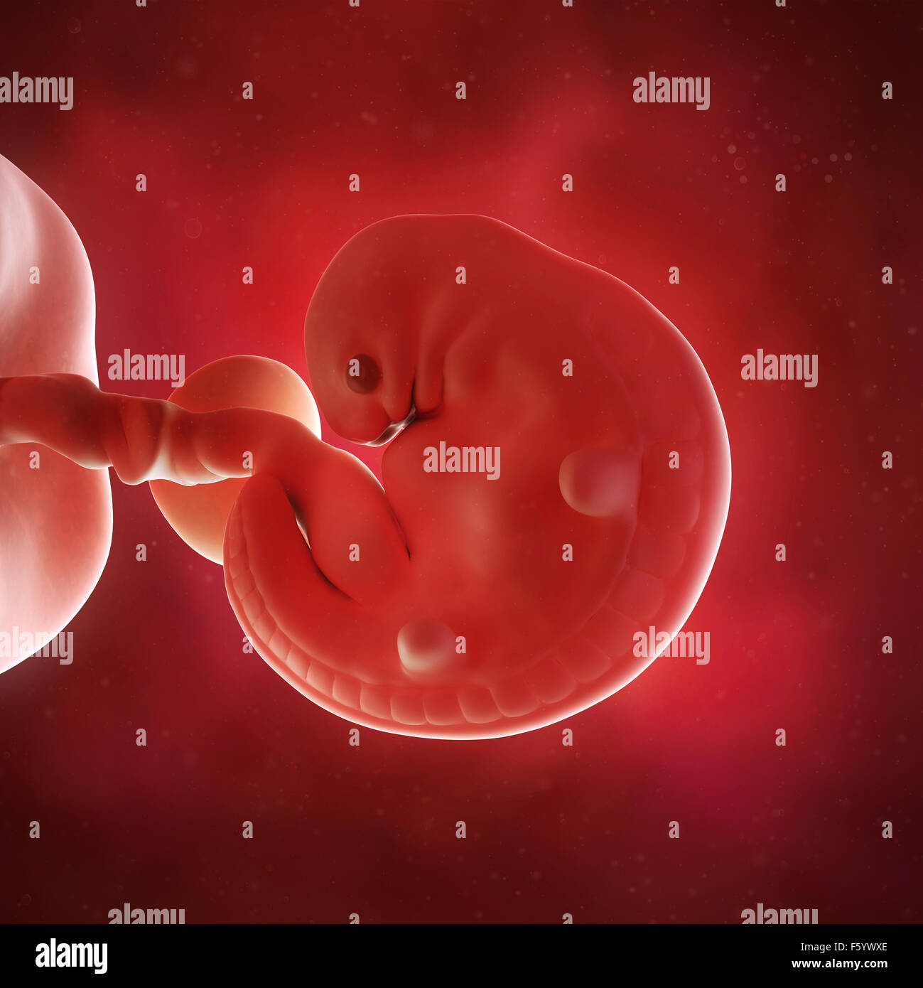 medical accurate 3d illustration of a fetus week 6 Stock Photo
