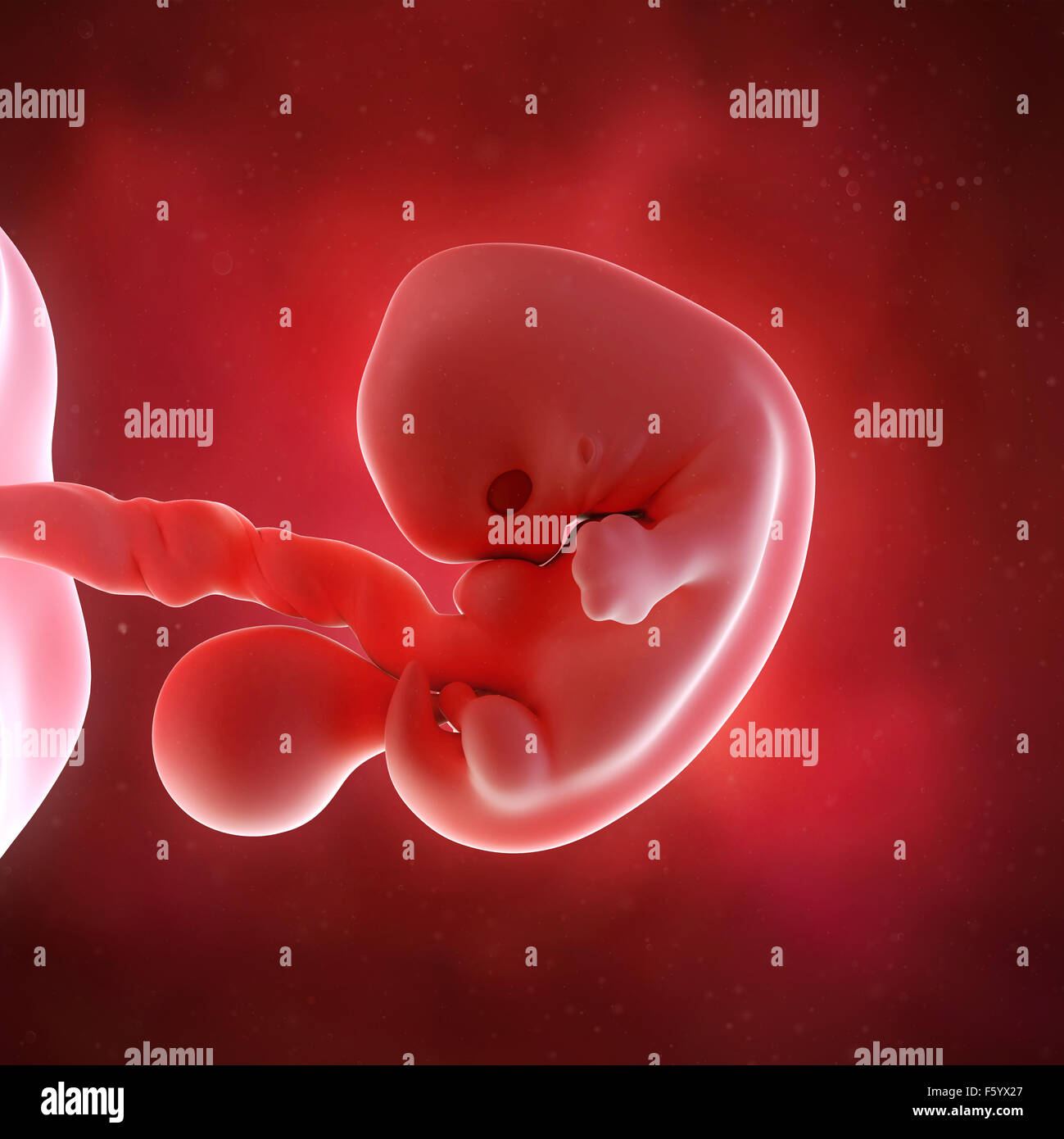 medical accurate 3d illustration of a fetus week 7 Stock Photo
