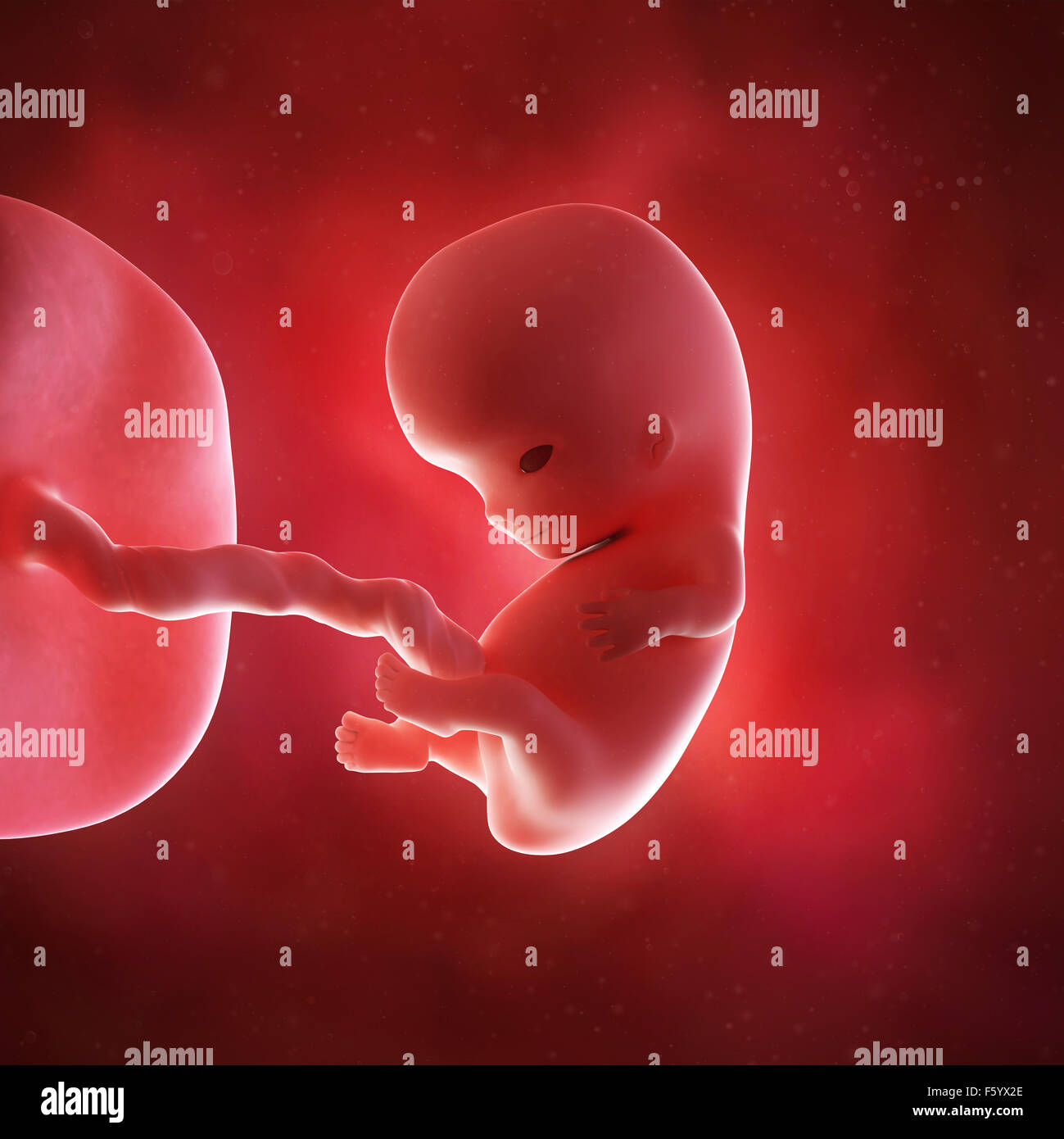 medical accurate 3d illustration of a fetus week 9 Stock Photo