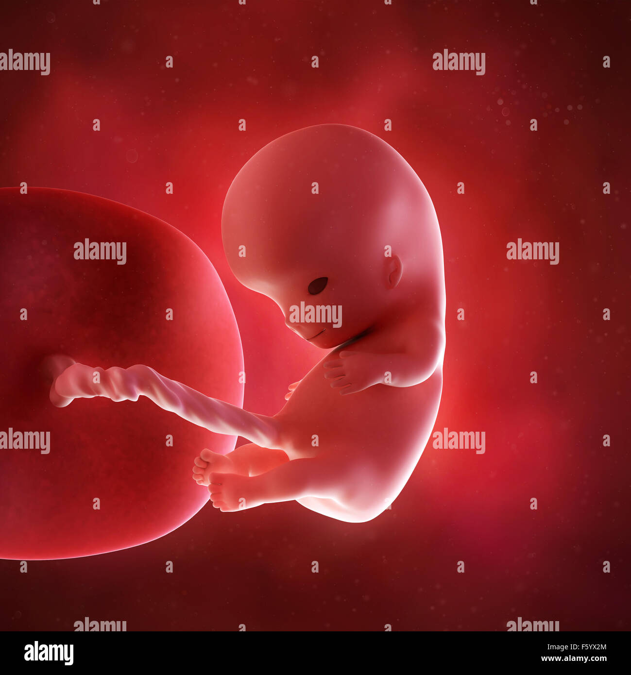 medical accurate 3d illustration of a fetus week 10 Stock Photo