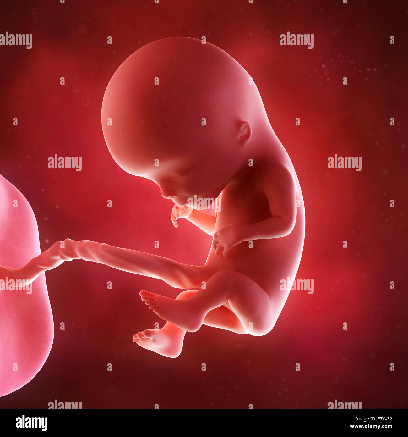 medical accurate 3d illustration of a fetus week 12 Stock Photo