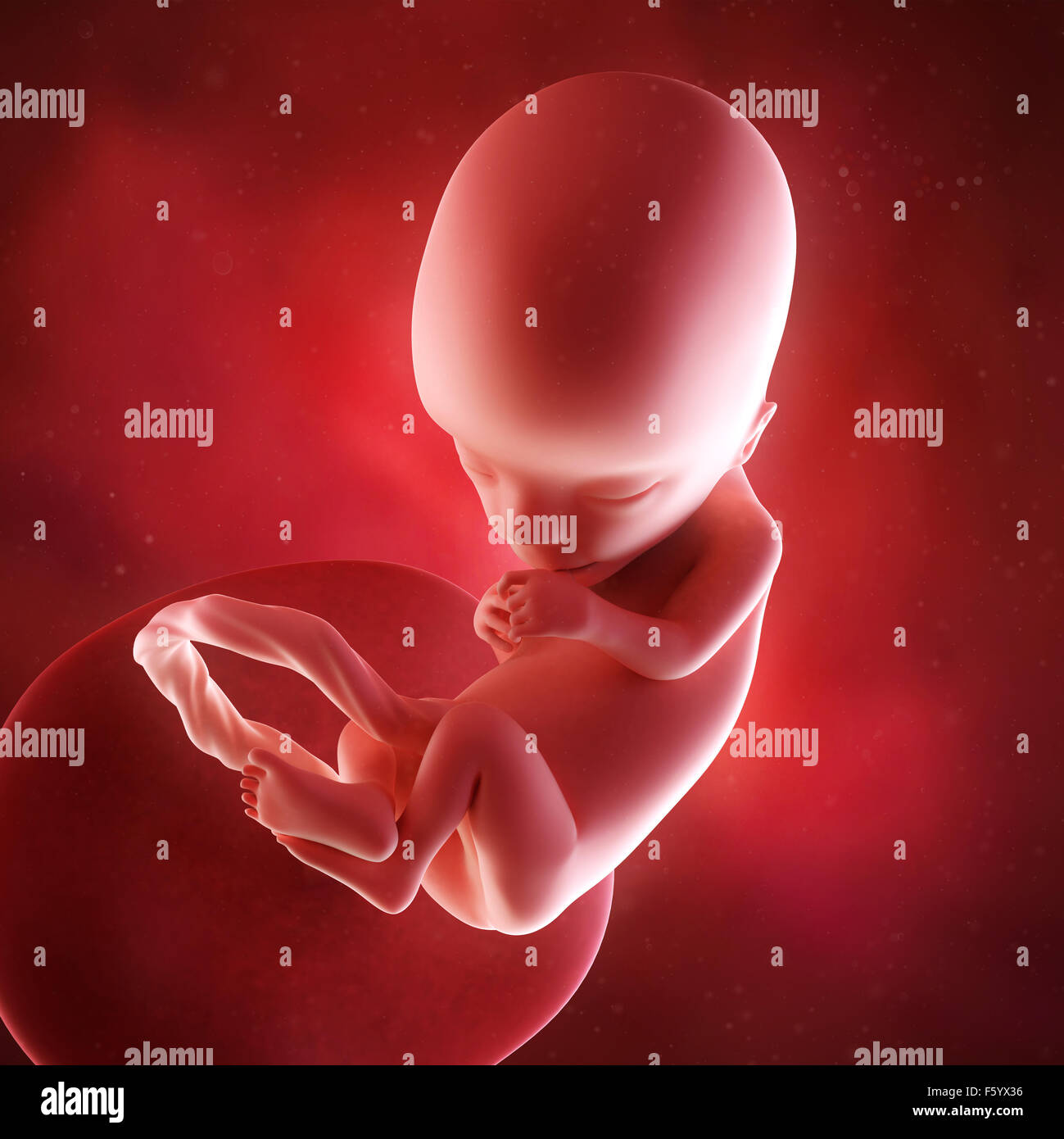medical accurate 3d illustration of a fetus week 13 Stock Photo