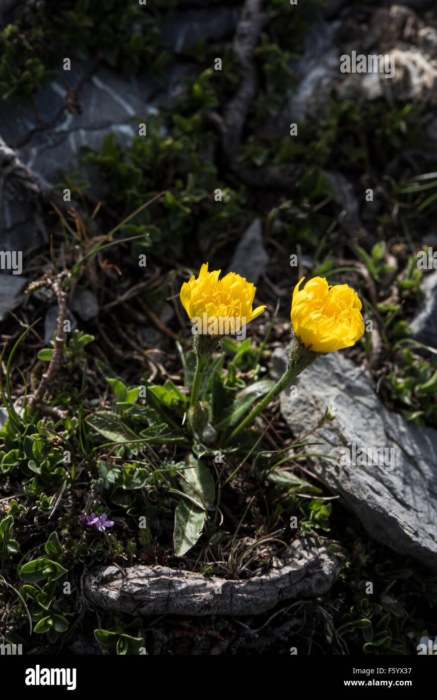 Hieracium alpinum, Alpine Hawkweed growing on rocks, Pyrenees, Spain. July. Stock Photo