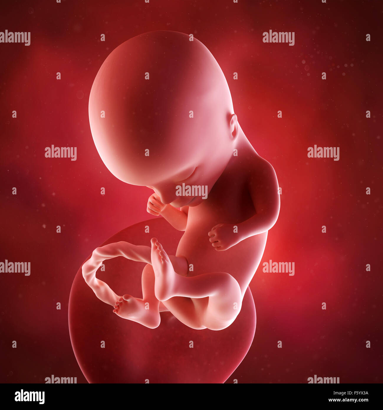 medical accurate 3d illustration of a fetus week 14 Stock Photo