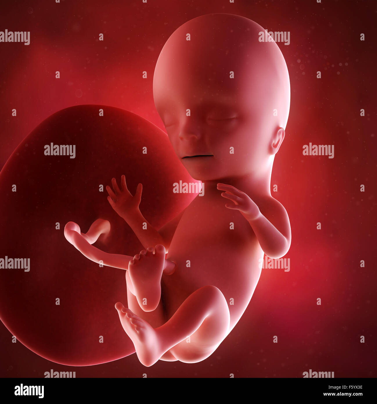medical accurate 3d illustration of a fetus week 15 Stock Photo