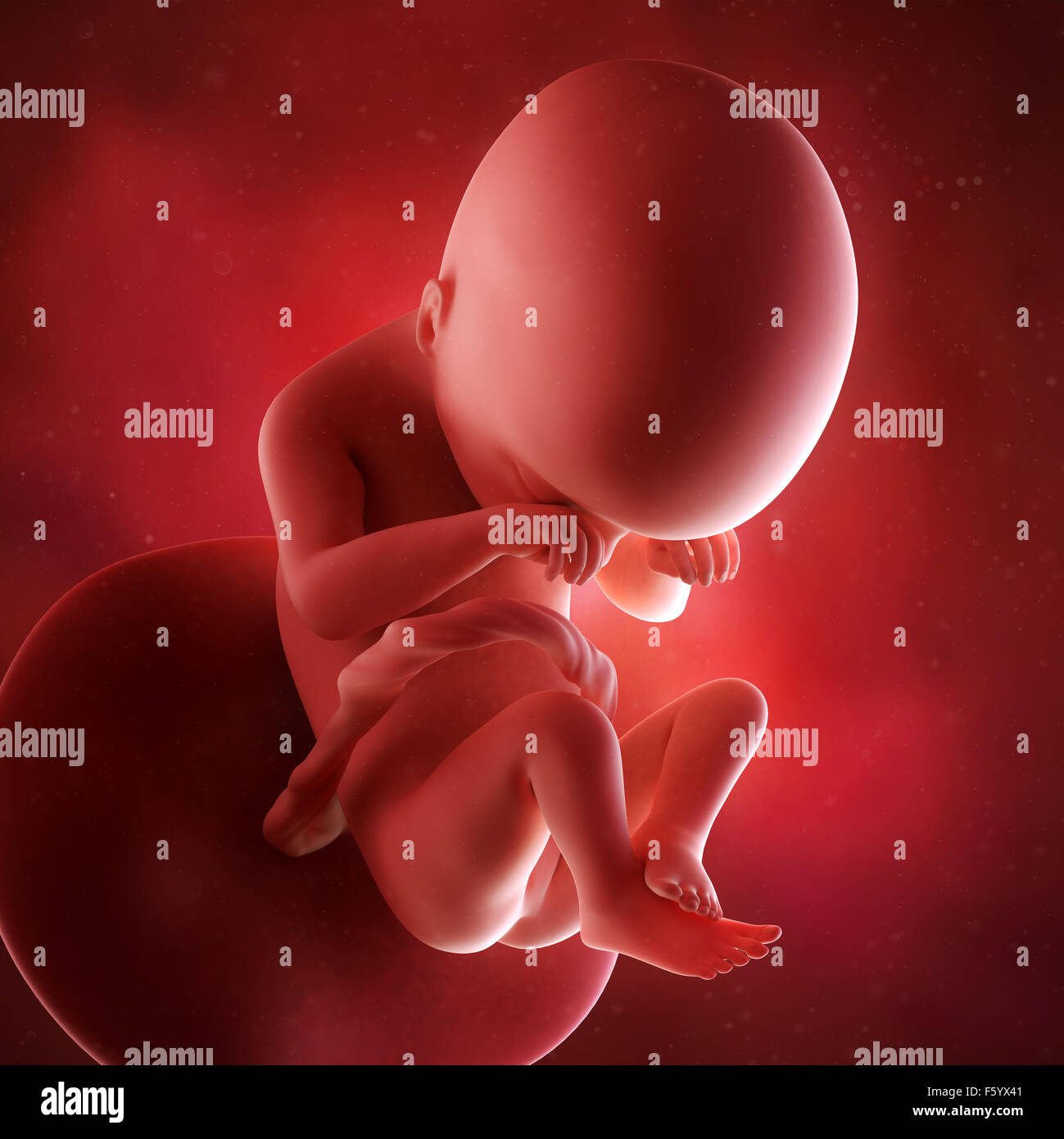 medical accurate 3d illustration of a fetus week 19 Stock Photo