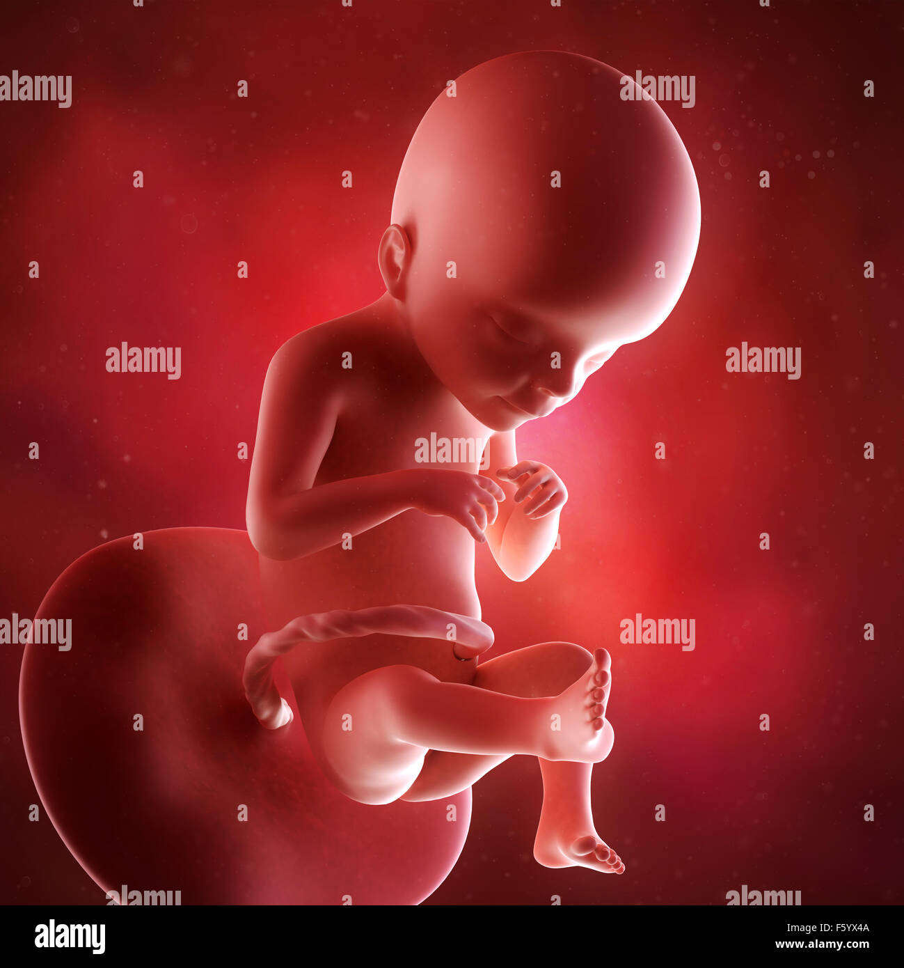 medical accurate 3d illustration of a fetus week 21 Stock Photo