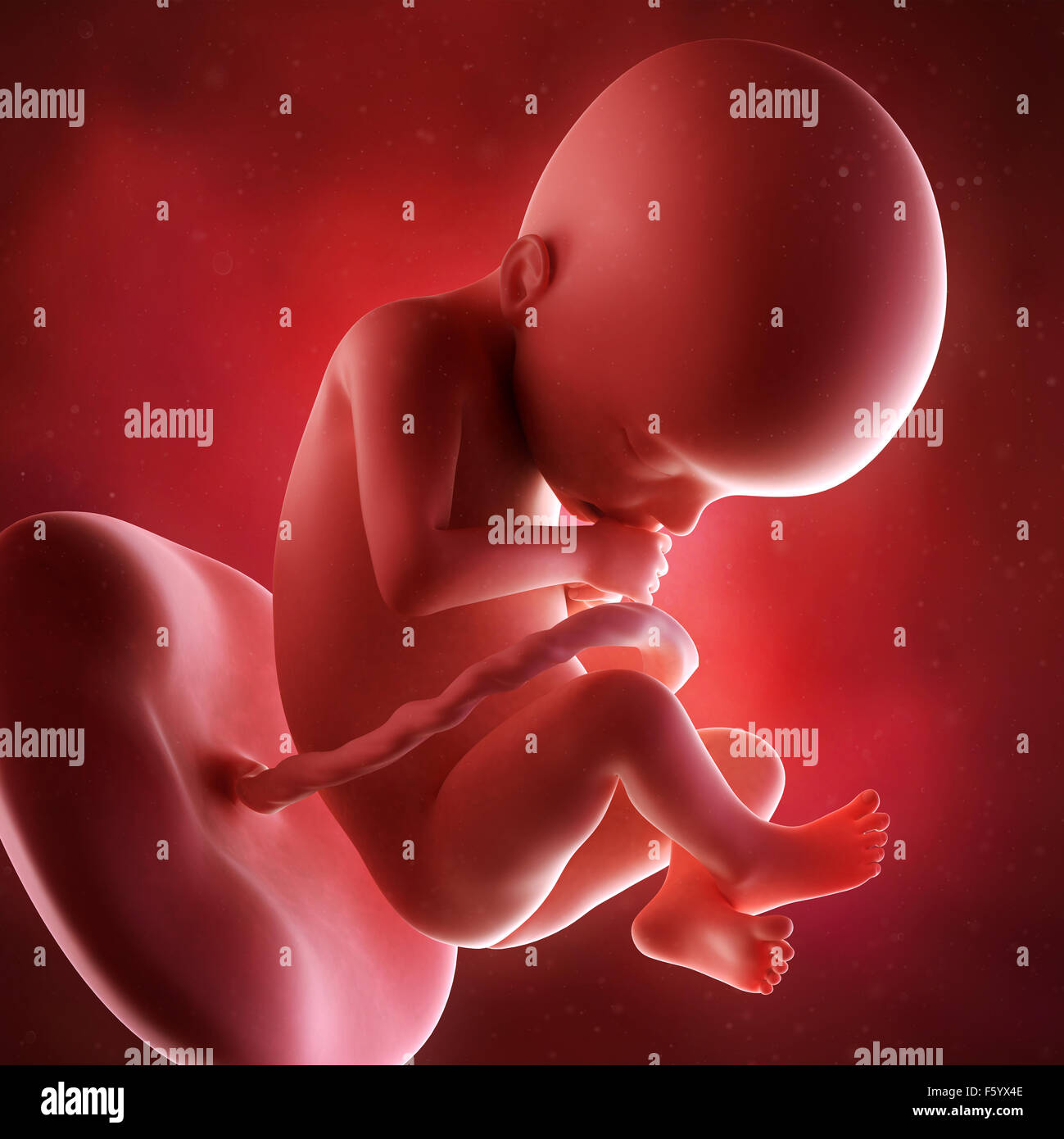 medical accurate 3d illustration of a fetus week 22 Stock Photo