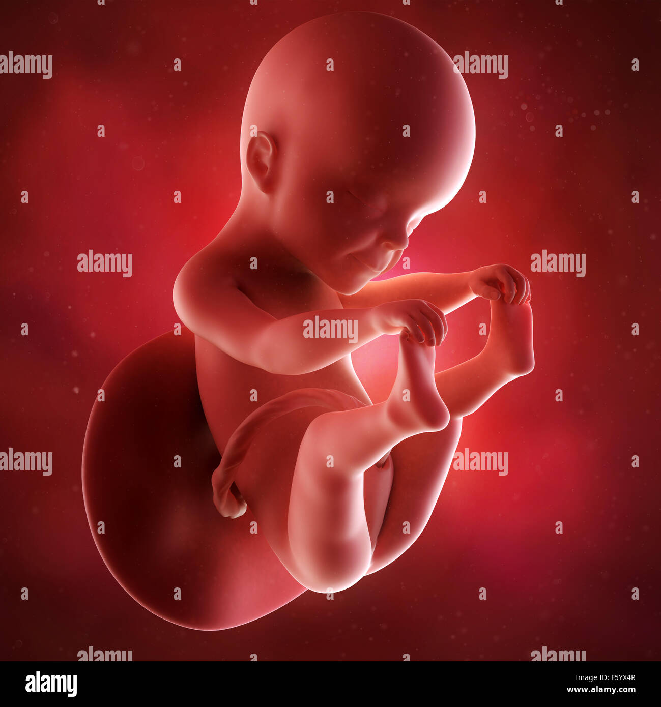 medical accurate 3d illustration of a fetus week 25 Stock Photo