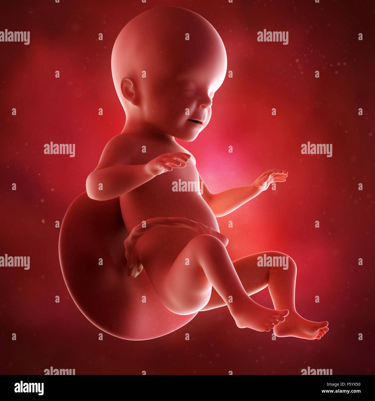 medical accurate 3d illustration of a fetus week 26 Stock Photo