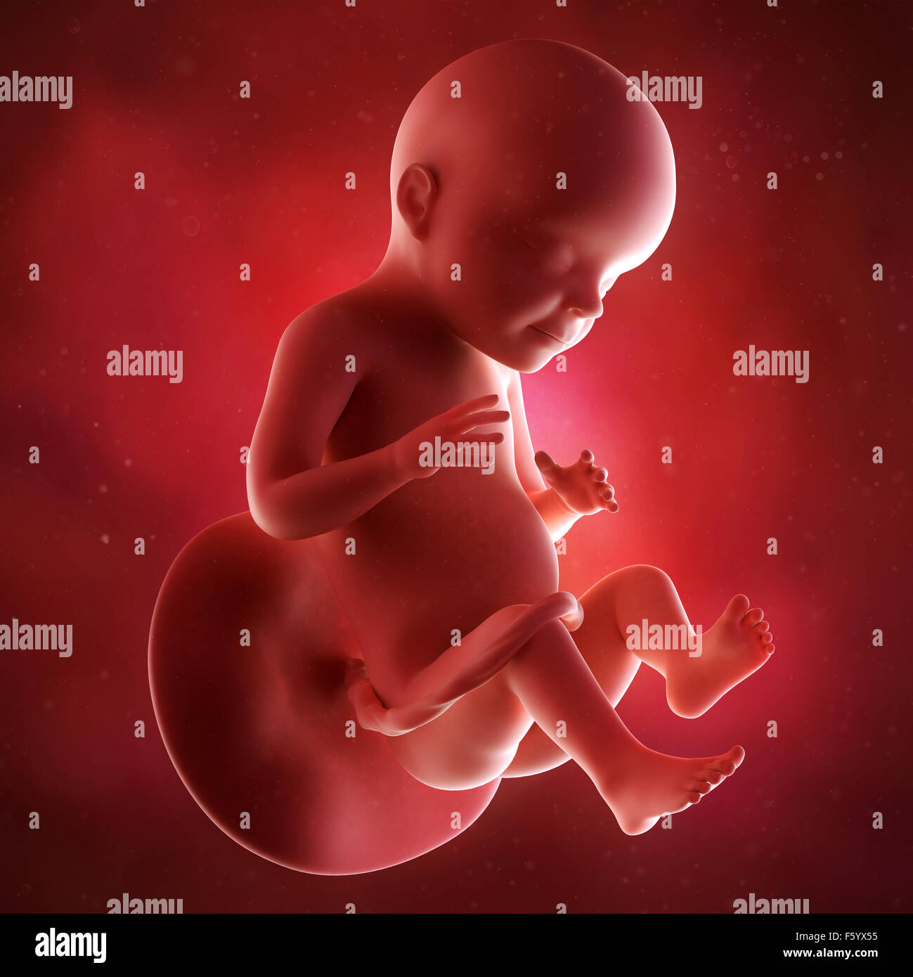 medical accurate 3d illustration of a fetus week 28 Stock Photo