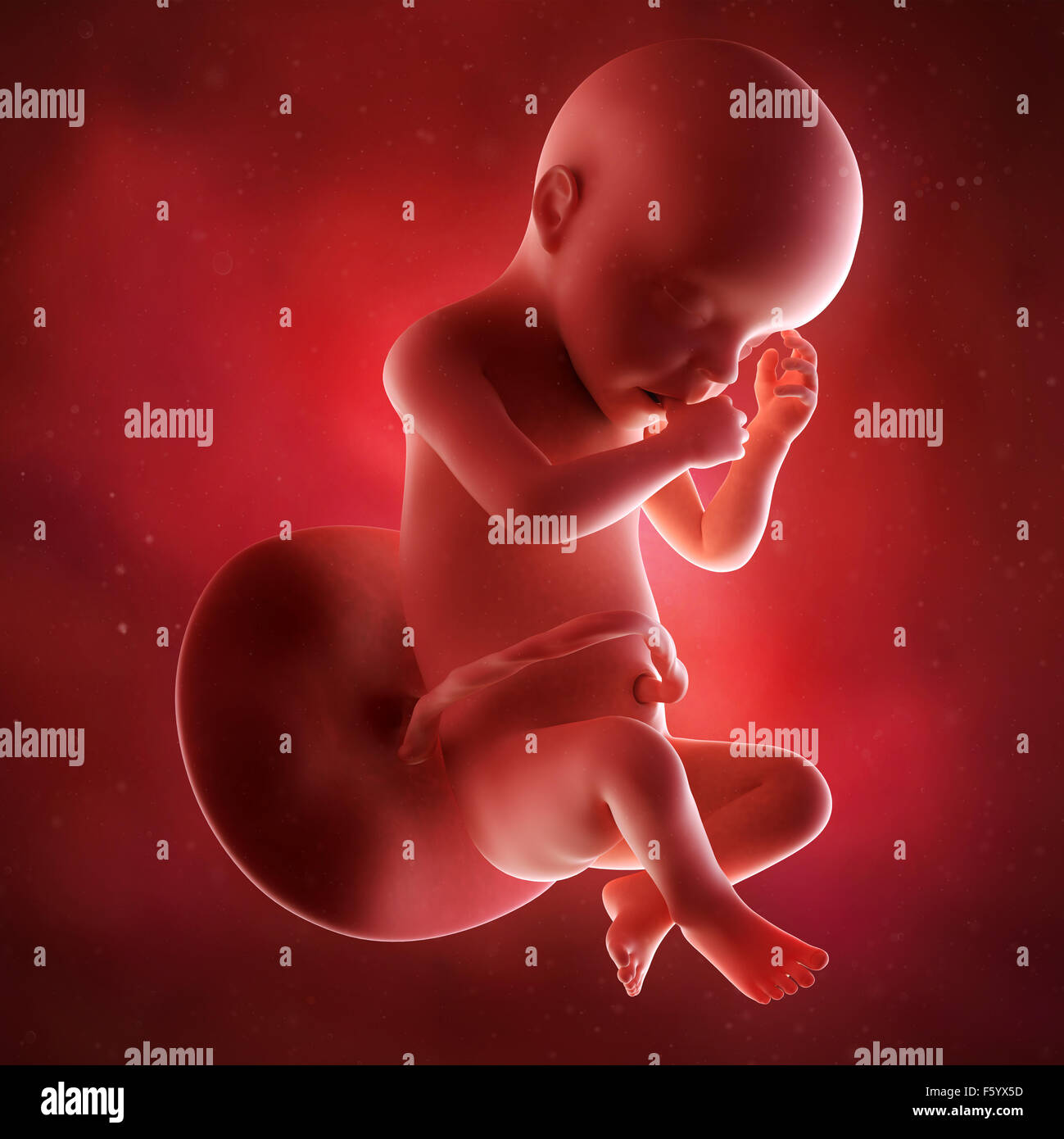medical accurate 3d illustration of a fetus week 30 Stock Photo