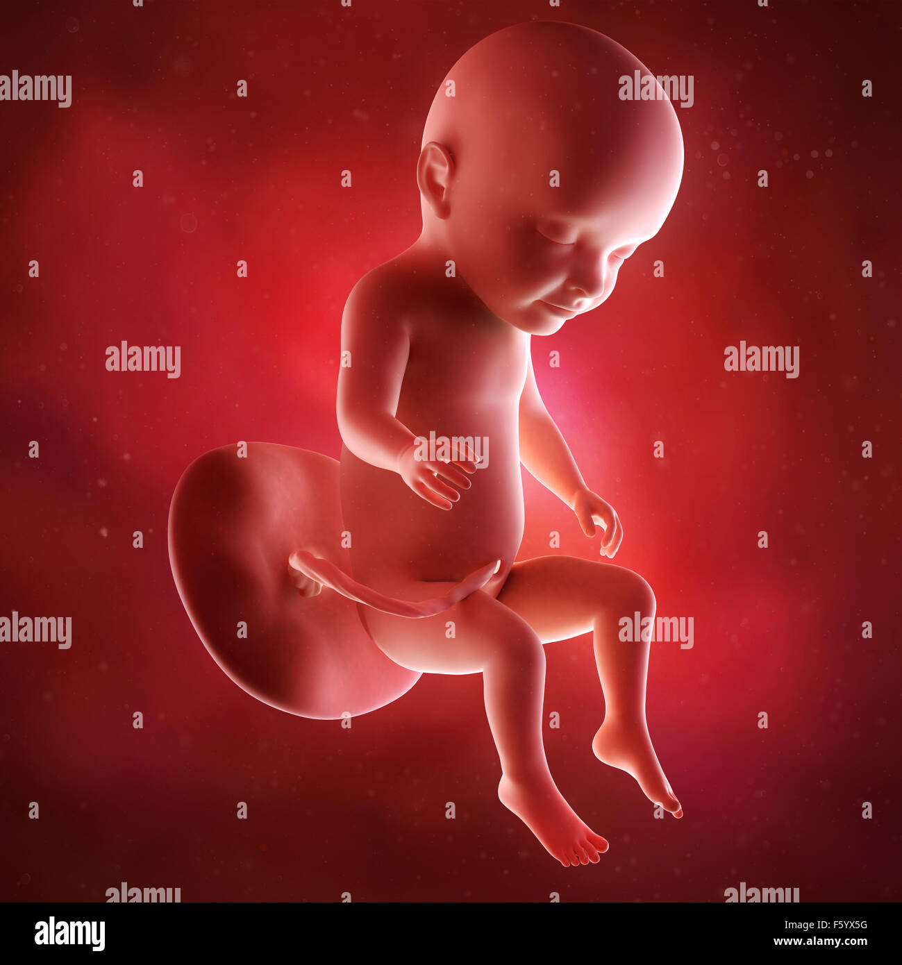 medical accurate 3d illustration of a fetus week 31 Stock Photo