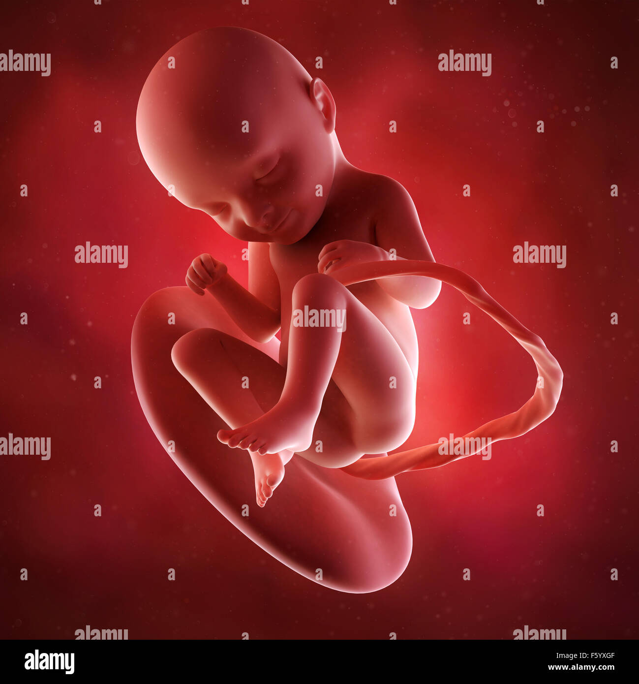 medical accurate 3d illustration of a fetus week 33 Stock Photo