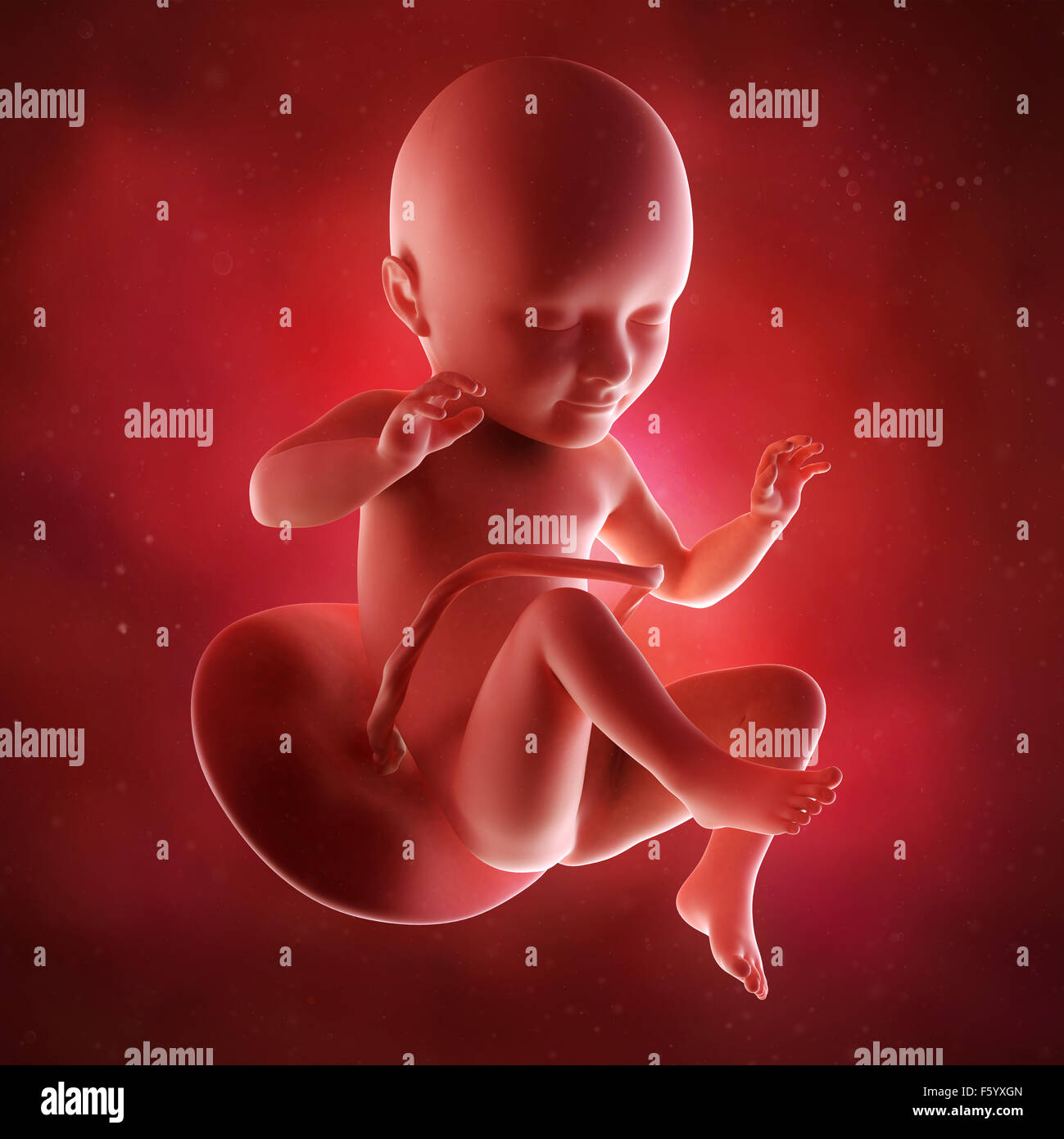 medical accurate 3d illustration of a fetus week 34 Stock Photo