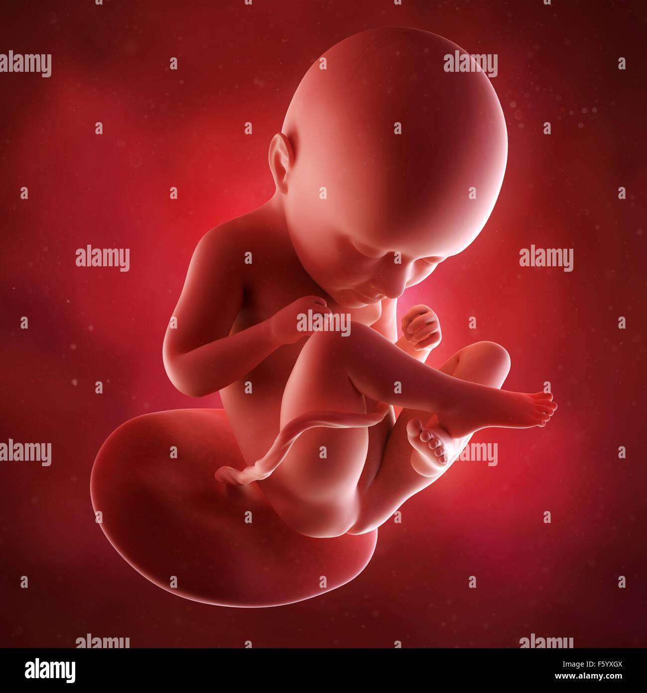 medical accurate 3d illustration of a fetus week 35 Stock Photo