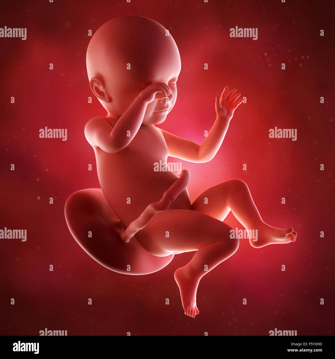 medical accurate 3d illustration of a fetus week 39 Stock Photo