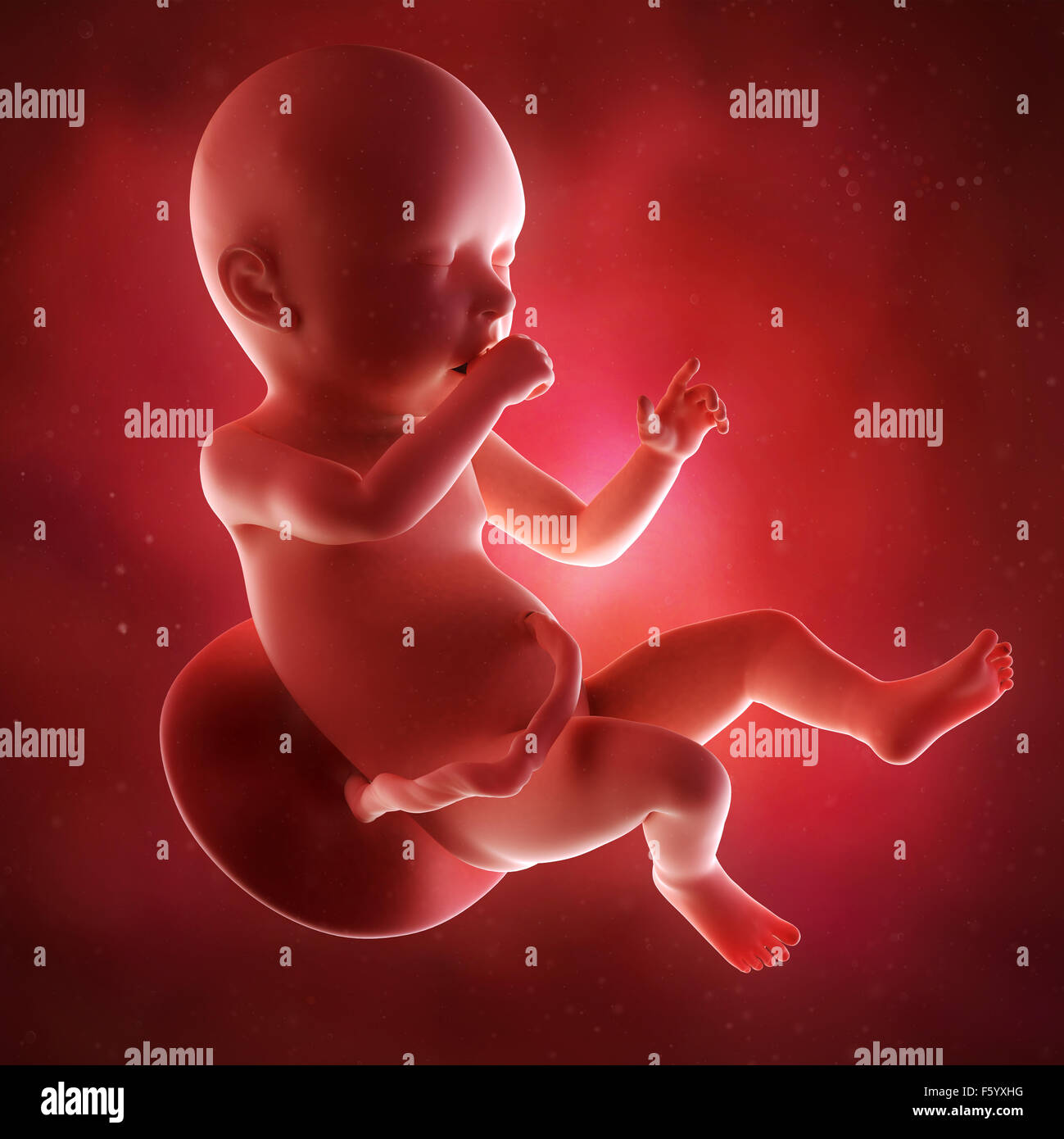 medical accurate 3d illustration of a fetus week 40 Stock Photo