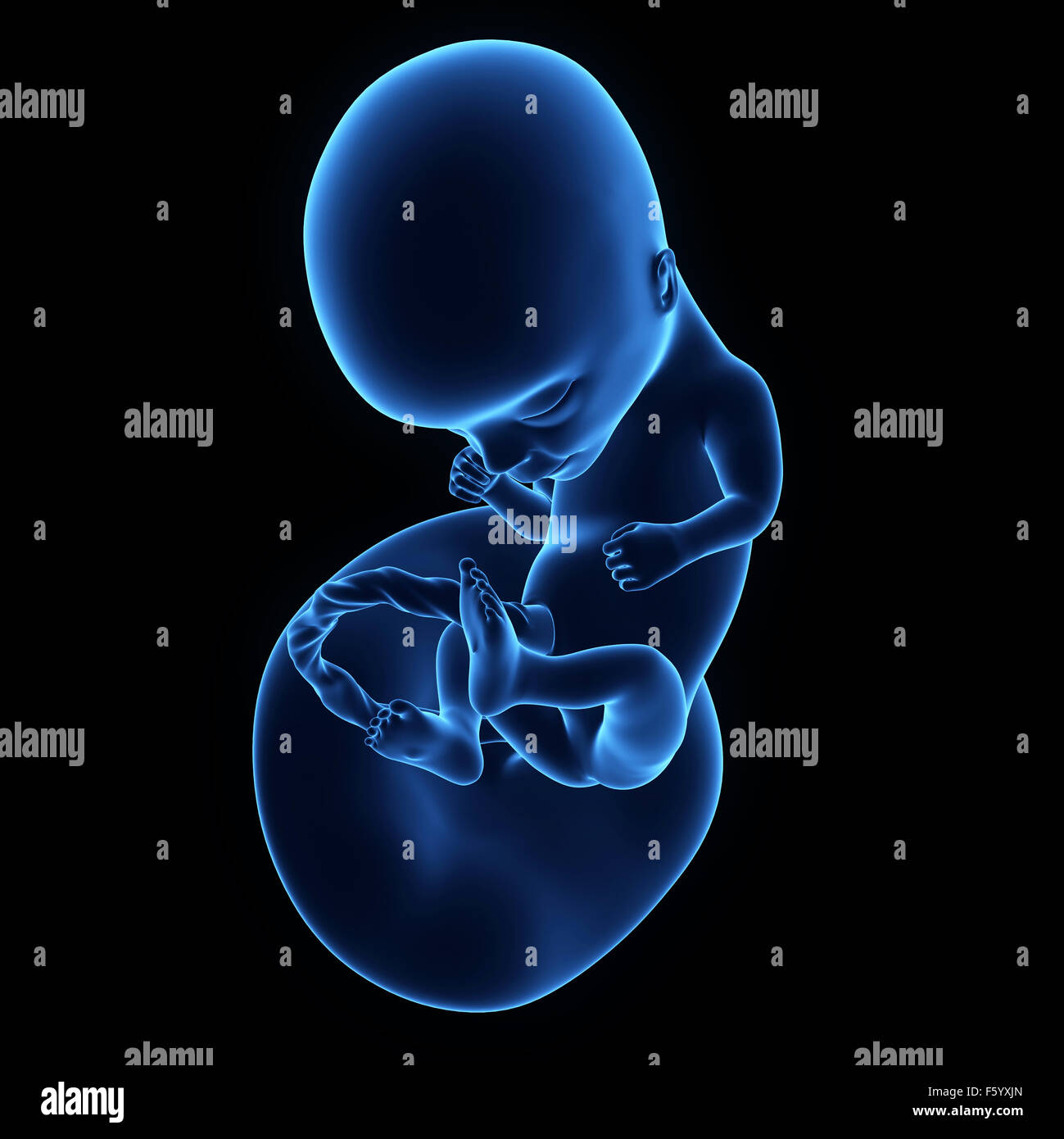 medically accurate illustration of a human fetus week 14 Stock Photo