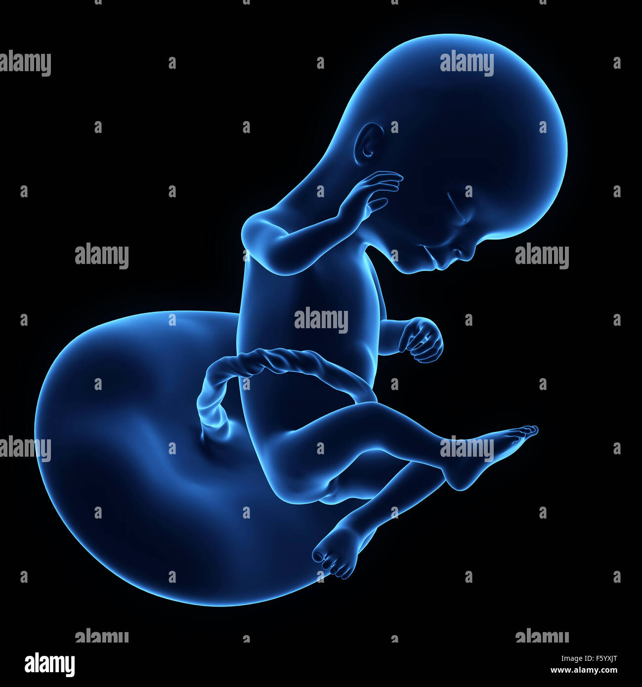 medically accurate illustration of a human fetus week 16 Stock Photo