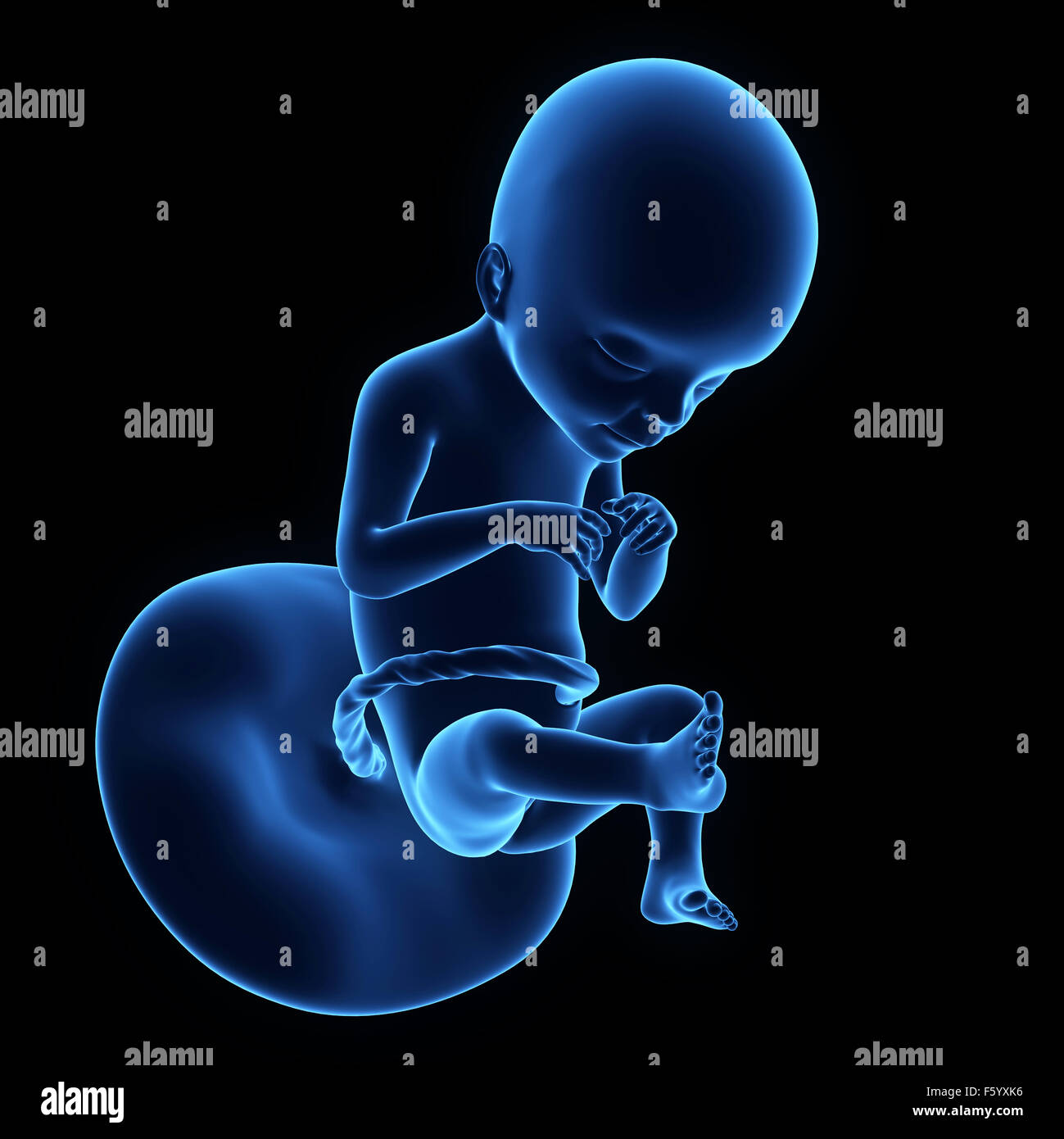 medically accurate illustration of a human fetus week 21 Stock Photo