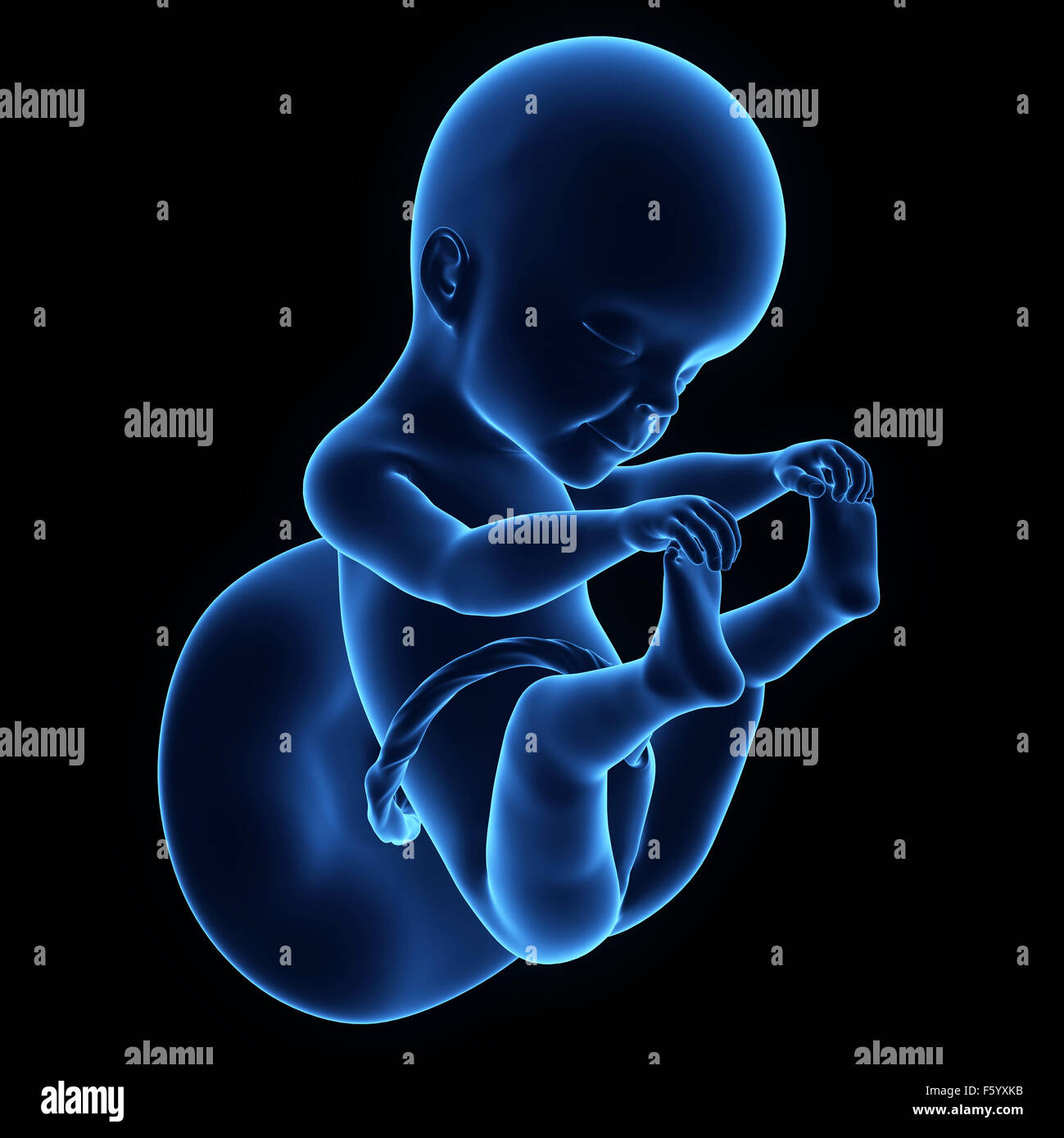 medically accurate illustration of a human fetus week 25 Stock Photo