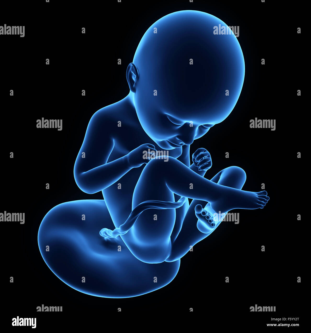 medically accurate illustration of a human fetus week 35 Stock Photo