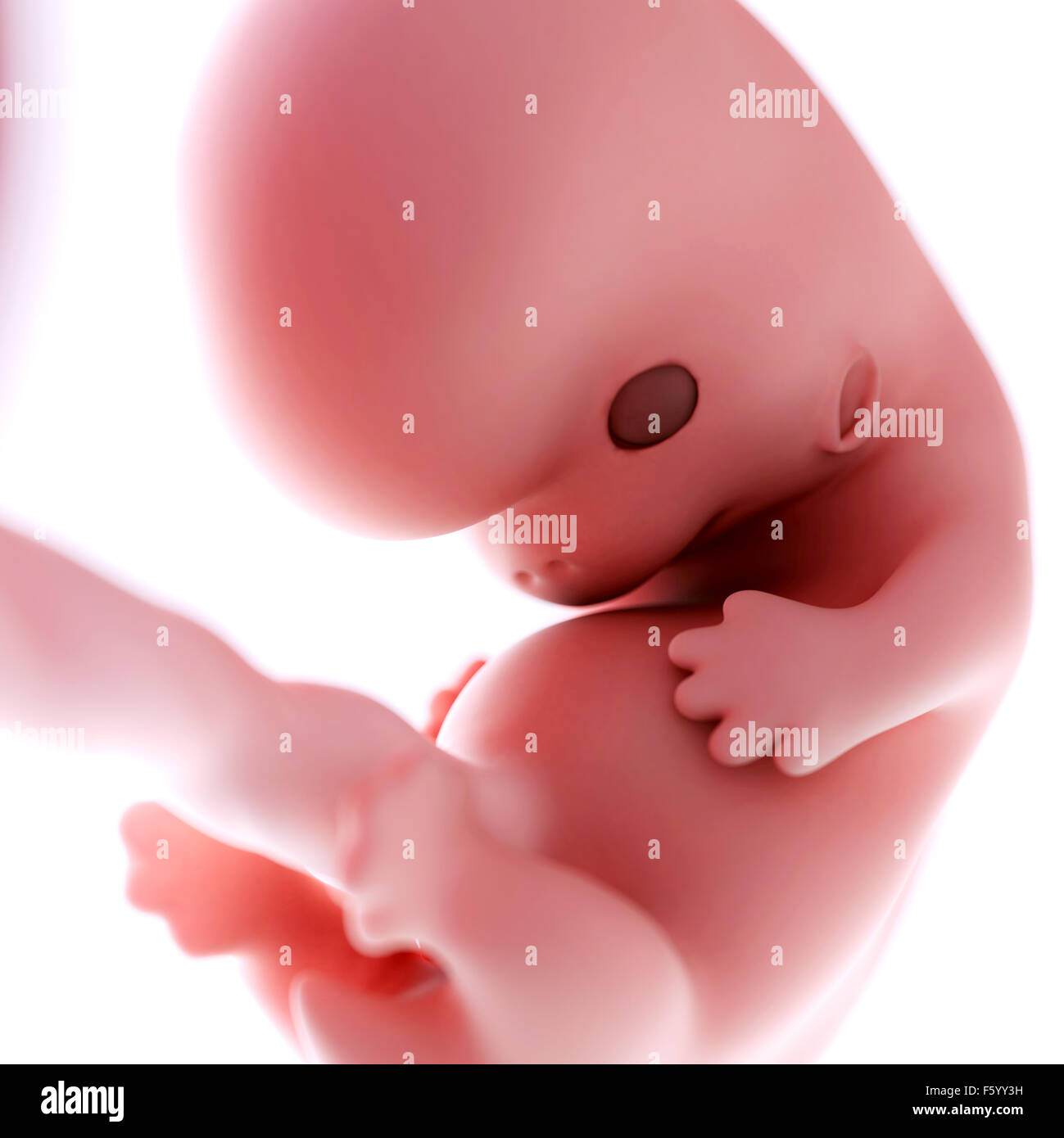 Baby In The Womb At 8 Weeks