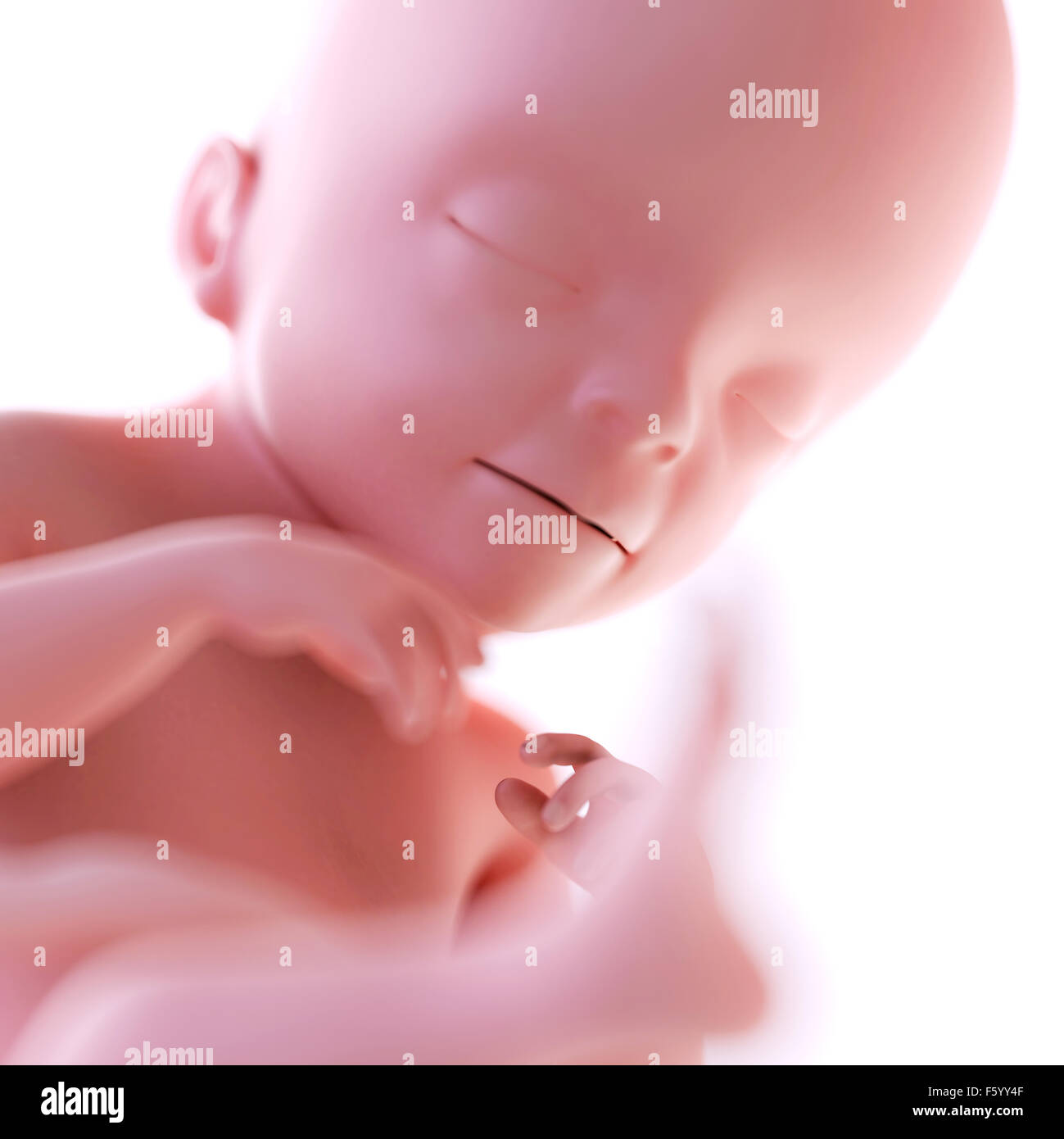 21 week fetus hi-res stock photography and images - Alamy